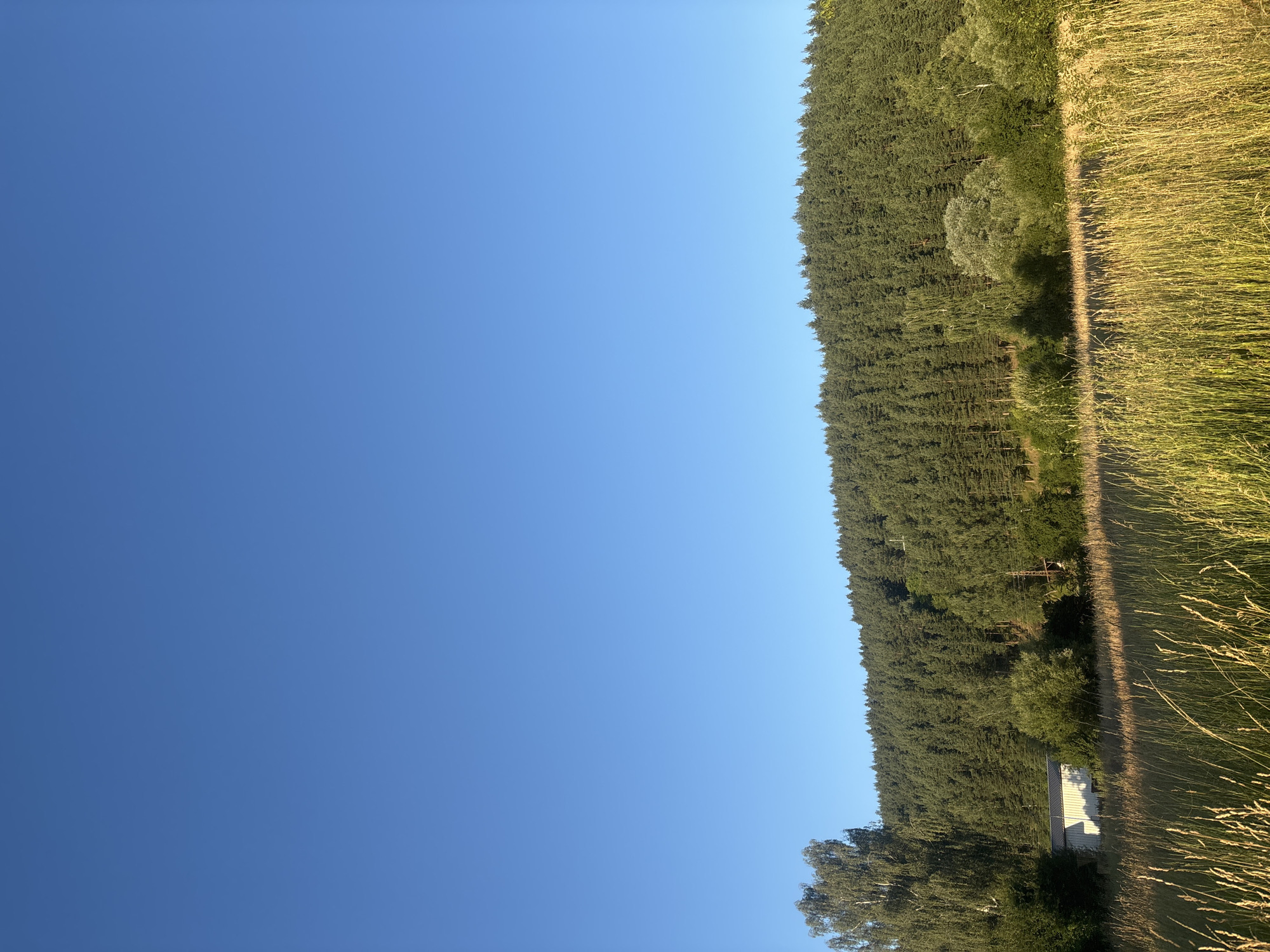 An outdoor, low-angle, eye-level, full shot depicts a wide, sun-drenched meadow in the foreground, leading to a dense forest that blankets a hillside. The sky is a clear, uniform blue with no clouds. The meadow is filled with tall, dry, golden grass that is casting long shadows from the left. To the left of the frame, a modern, white, rectangular building with a dark roof stands partially obscured by trees. A large, leafy birch tree is situated to the left of the building. The forest is a thick expanse of dark green pine trees that covers the entire hillside, with only a few scattered deciduous trees visible. The lighting suggests it is late afternoon, with the sun casting a warm glow on the scene. There are no people or animals visible in the image. The location is described as Unknown, Unknown.