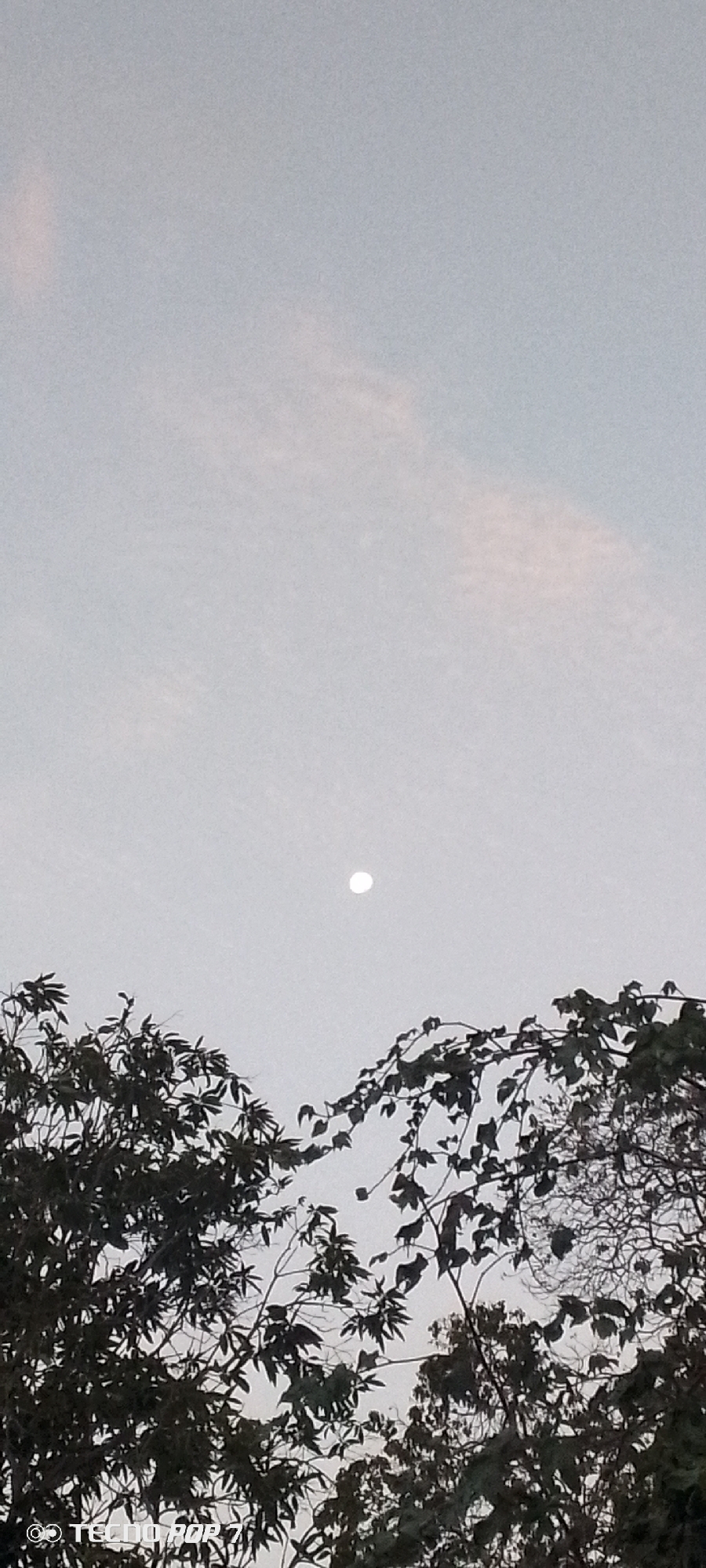 The image displays an outdoor scene, likely captured during twilight hours such as dawn or dusk, given the light conditions. The main subject is a bright, spherical moon, prominently centered in the upper mid-section of the frame, glowing against a pale, light blue-grey sky. The sky also features very faint, wispy clouds, particularly noticeable in the upper regions.
In the foreground, occupying the lower third of the image, are the silhouetted canopies and branches of two large trees. The foliage appears dense on the left tree, while the right tree shows more open branches and scattered leaves, creating an organic frame for the sky and moon. The trees are dark, emphasizing the light of the sky and moon.
No people or specific activities are visible in the image. The general atmosphere conveyed is one of tranquility and natural beauty. The geographical context provided for this scene is Altagracia, Venezuela. A digital watermark, "© TECNO POP 7," is present in the bottom left corner, indicating the device used to capture the photograph.