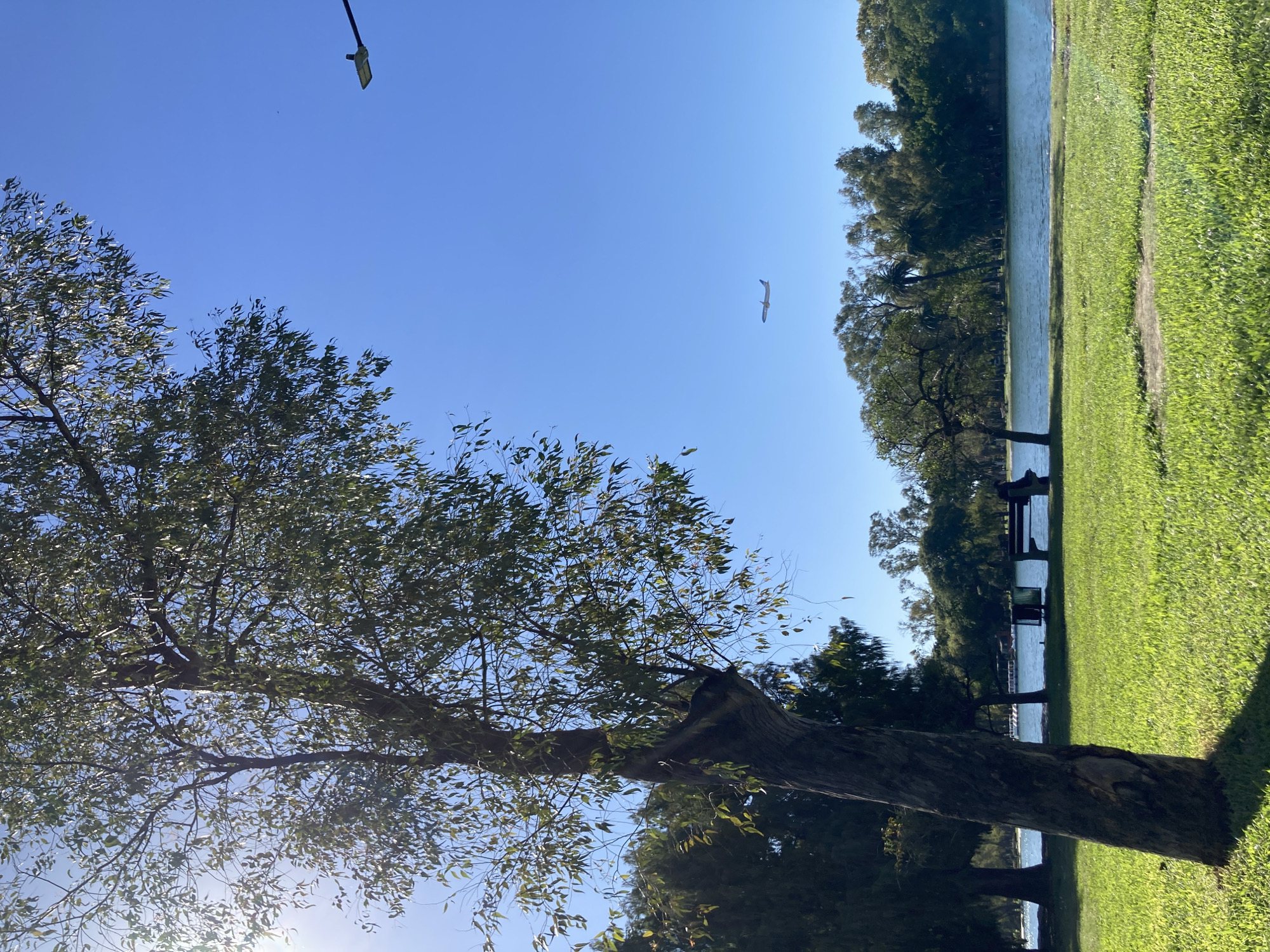 This bright, sunlit image captures a tranquil outdoor scene, likely a park or lakeside area, under a clear blue sky. The setting, consistent with Buenos Aires, Argentina, features lush greenery and a calm body of water.
A large, prominent tree with a thick, textured trunk and dense green foliage dominates the left side, extending into the sky. The sun shines from behind its branches on the lower left, creating a soft lens flare. The upper portion of the frame is filled with an expanse of clear, brilliant blue sky. A single white bird, possibly a seagull, is captured in flight high in the sky towards the upper right. A portion of a dark park or street lamp is visible at the very top edge of the frame.
In the mid-ground, a serene body of water stretches horizontally across the image, reflecting the sky. A verdant grassy bank fills the foreground, leading to the water's edge. A subtle dirt path or worn area is discernible within the grass, running parallel to the water. Along the distant bank of the water, a dense treeline, including some palm trees, forms a dark green backdrop. Two dark park benches are faintly visible along the far shore, suggesting a recreational area.
The scene is devoid of people, contributing to its peaceful and natural ambiance. The time of day appears to be midday or early afternoon, marked by strong sunshine and a cloudless sky, indicating fair weather. There is no visible text within the image.