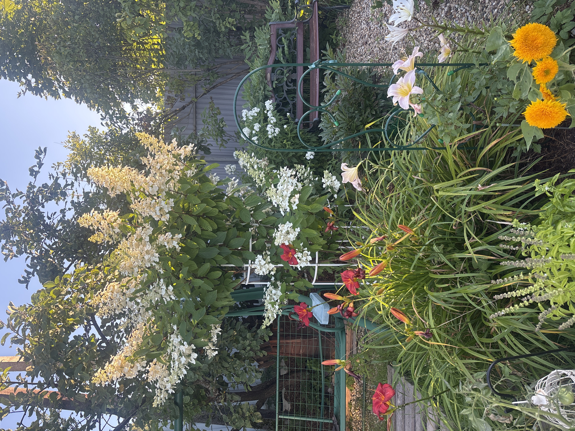 The image depicts a lush garden scene bathed in the warm light of a late afternoon or early evening sun, likely taken in the garden of a dacha in Лотос Снт (марьино), Russia. The foreground is dominated by a vibrant array of flowers, including bright red lilies, pale pink lilies, and fluffy orange sunflowers. Tall green grasses and other foliage create a dense ground cover.
Behind the flowers, a white hydrangea bush with large, creamy white blooms stands prominently, supported by a white metal trellis. To the left of the hydrangea, a green metal swing set is partially visible, along with a wooden pathway. A dark brown wooden bench with decorative metalwork is situated in the middle ground, nestled amongst further greenery. The background features a grey corrugated metal fence, dense trees, and a clear blue sky. The overall impression is of a well-maintained, tranquil private garden. There are no people or animals visible in the image.