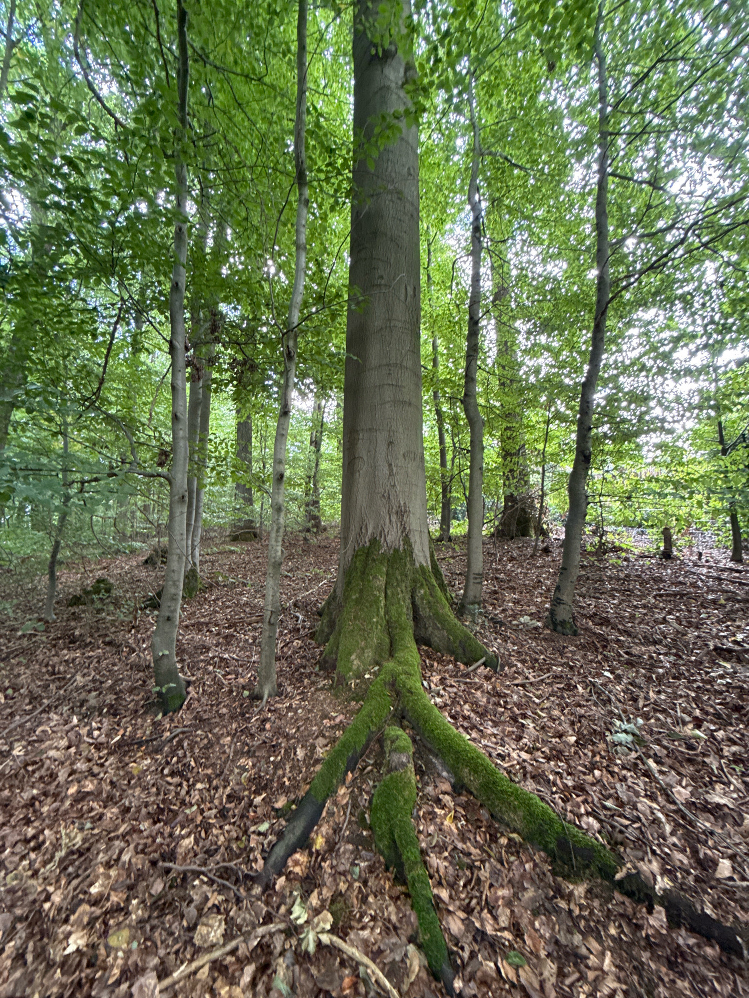 The image shows a forest floor covered in fallen leaves, with several trees of varying sizes and ages. The dominant tree in the foreground is a large beech tree with thick, exposed roots covered in moss. Other trees are visible behind it, with slender, light-colored trunks and dense green foliage that creates a dappled light effect on the forest floor. The scene appears to be in a natural woodland setting, likely within the town of Bad Sachsa, Germany, given the mention of that location. There are no people or animals visible in the image, nor any indication of human activity beyond the implicit presence of the trees within a managed or natural landscape. The overall impression is one of a tranquil, natural environment.