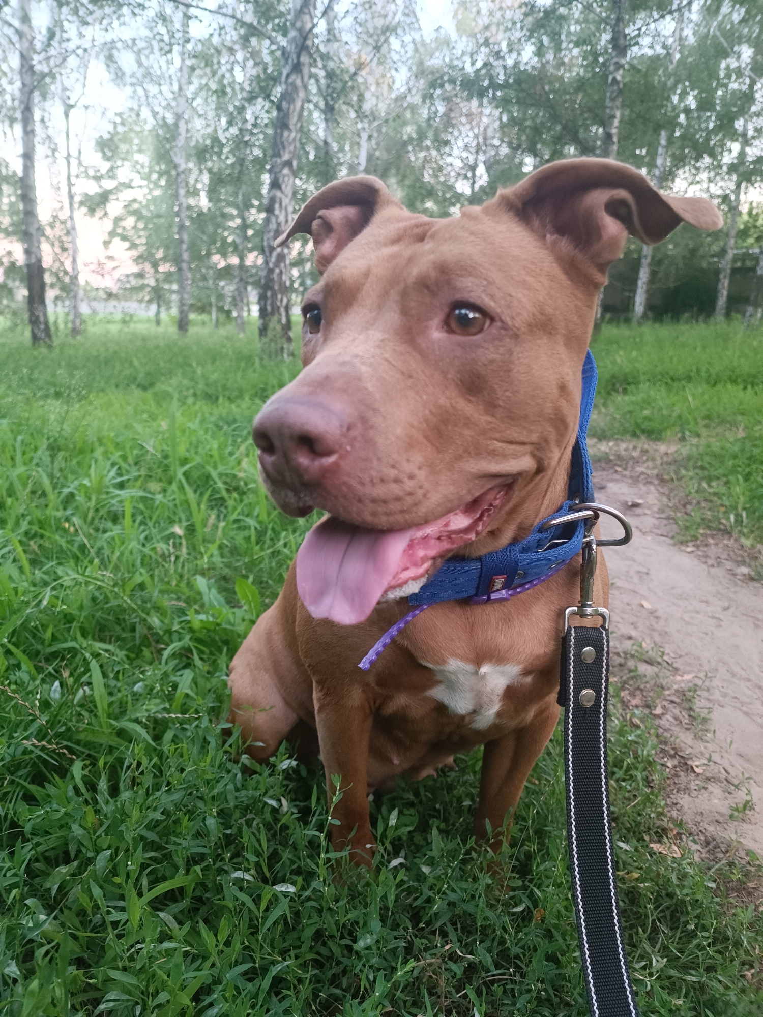 A medium shot captures a brown pit bull type dog sitting in tall green grass on the edge of a dirt path. The dog is facing left with its tongue hanging out and a blue collar with a leash attached. In the background, there are birch trees and green foliage. The sky is overcast. This image does not provide any specific information about its location in the city of Zaporizhzhia, Ukraine.