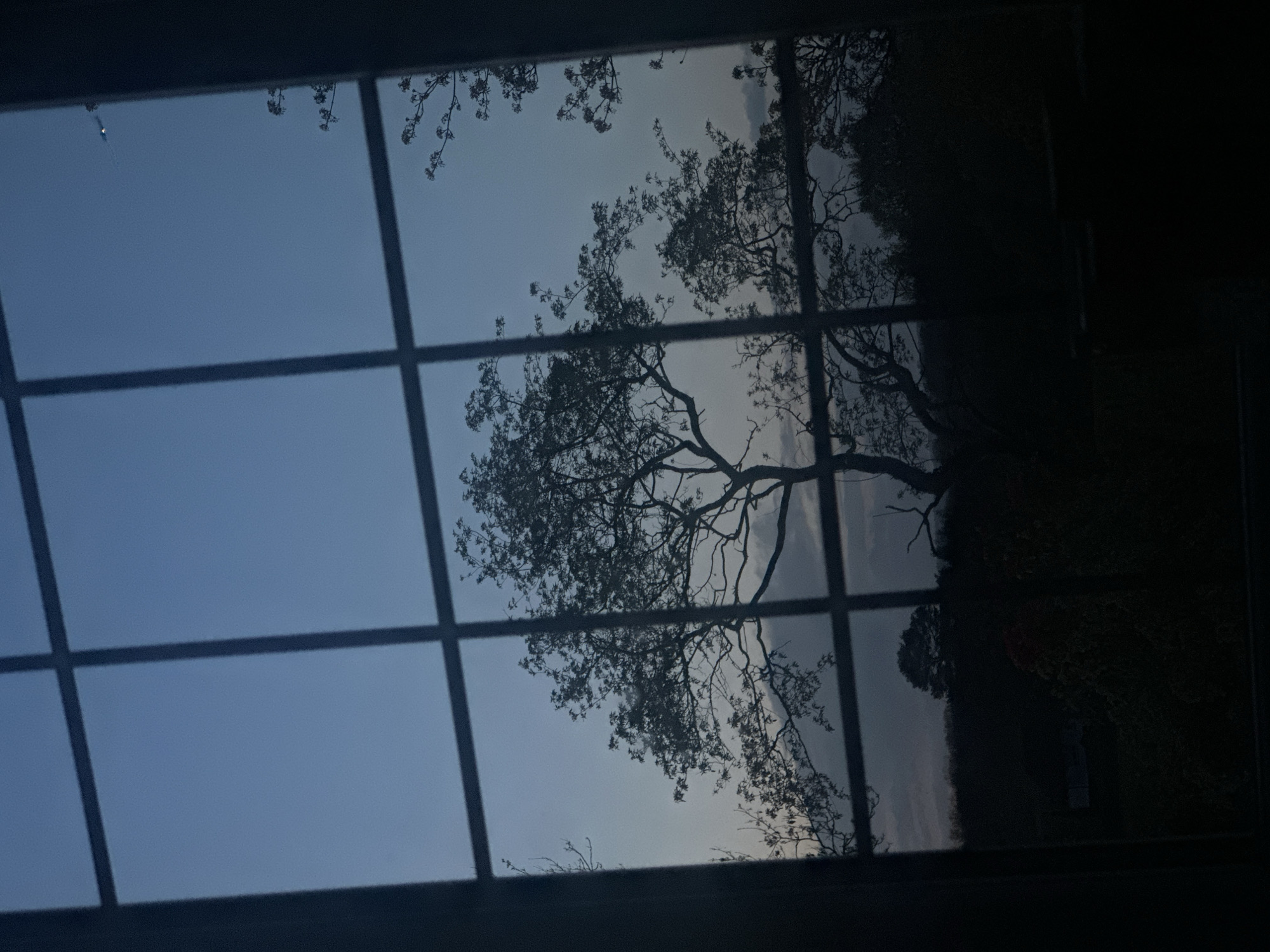 The image depicts a view through a paneled window at dusk or dawn. The window frame is dark and the panels are rectangular. Through the window, the sky is a pale blue-grey. Silhouetted trees and foliage are visible against the sky, with the main tree taking up a large portion of the central view. The right side of the image is darker, possibly indicating a wall or interior shadow. The location, Tunbridge Wells, United Kingdom, is a presumed detail not explicitly visible in the image.