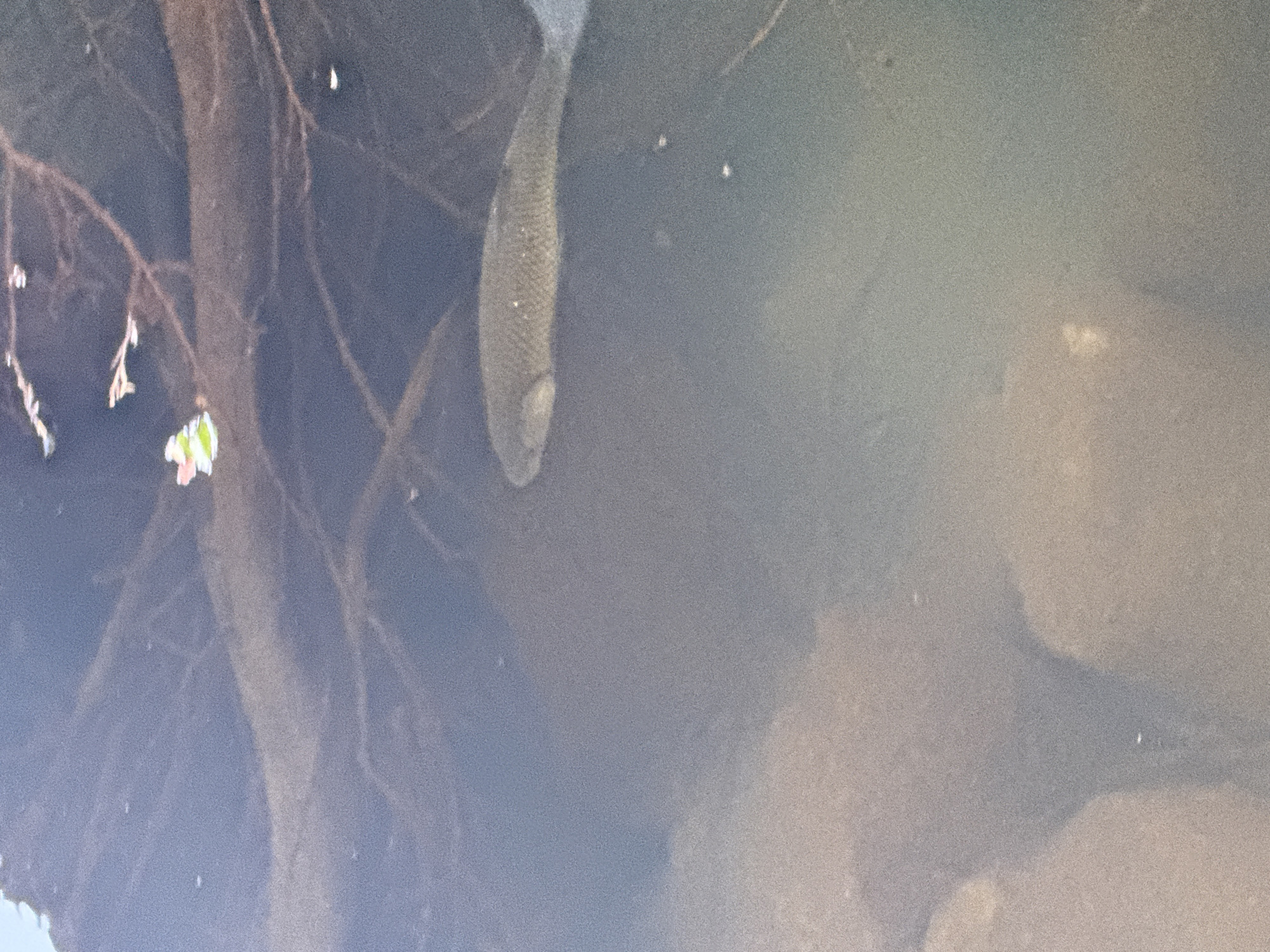 A fish swims in shallow, murky water, with submerged branches and debris visible in the background. The water is partially illuminated by sunlight filtering from above. The scene appears to be a natural body of water, likely a lake or slow-moving river, with the bottom composed of sediment and rocks. The location is identified as Virpazar, Montenegro, a town situated on the shore of Lake Skadar, which is known for its abundant fish population and surrounding natural beauty.