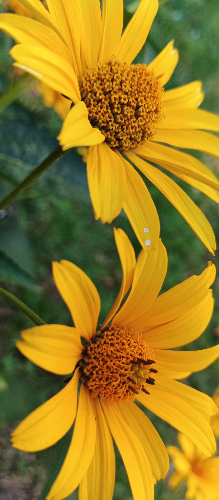 Two yellow flowers are shown in close-up against a blurred green background. The flowers have bright yellow petals and dark orange centers filled with tiny florets. One flower is positioned in the upper portion of the frame, and the other is in the lower portion, slightly to the left. The lighting suggests it is daytime. The image does not contain any discernible landmarks or elements that would allow for identification of a specific location within the city of Smila, Ukraine.