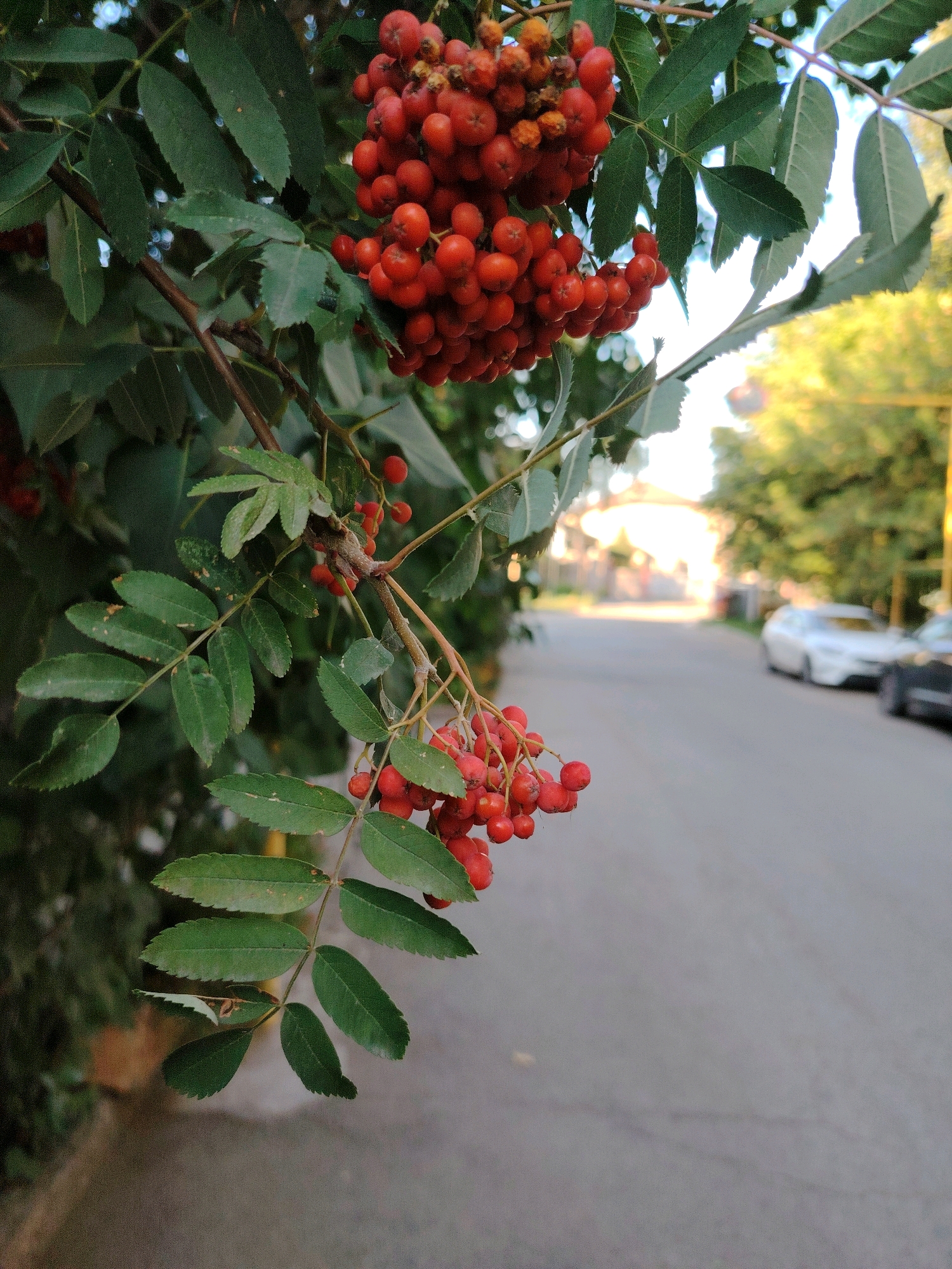 The image shows a close-up view of red rowan berries hanging from a tree branch, with lush green leaves. In the background, a paved road is visible, with parked cars and trees lining the side. The scene appears to be a residential street in Astana, Kazakhstan, during daylight. The lighting suggests it is late afternoon or early evening, with soft sunlight filtering through the trees. There are no people or visible actions in the frame. The focus is on the natural elements of the tree and berries, contrasting with the urban environment.