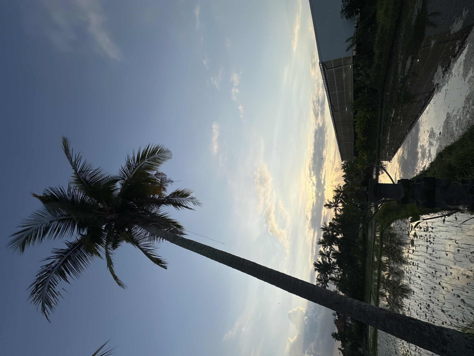 A low-angle, vertical shot captures a leaning palm tree against a bright sky. The palm tree trunk extends from the bottom left corner to the upper right, its fronds reaching into the sky. In the middle ground, a flooded rice paddy reflects the sky and surrounding palm trees. A row of palm trees borders the rice paddy, leading to a residential structure on the left. On the right, a modern building with a corrugated metal facade runs parallel to the paddy. The sky is a gradient of blue, with scattered clouds catching the soft light of what appears to be either sunrise or sunset, suggesting the scene is in Ubud District, Indonesia.