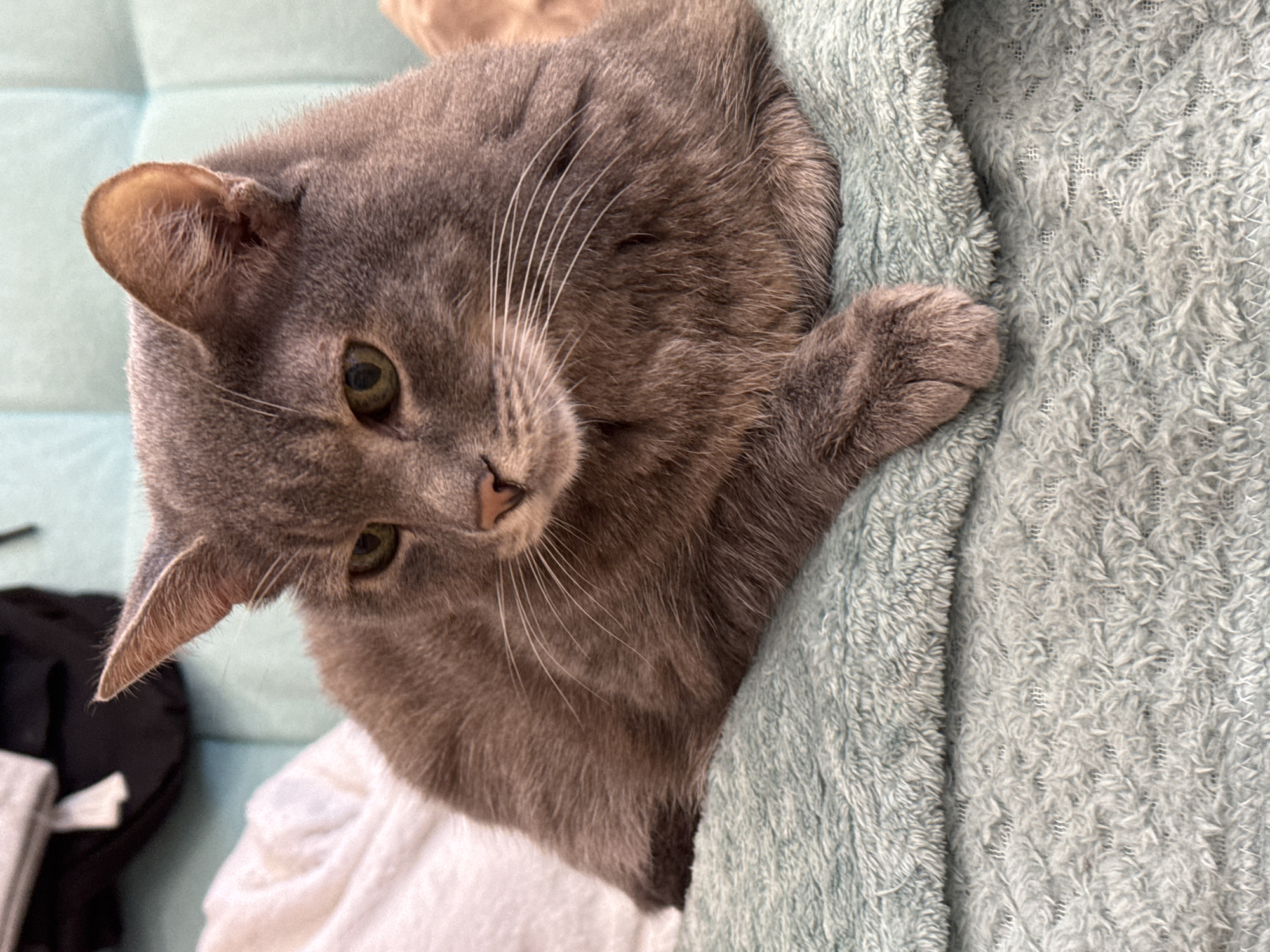 A gray tabby cat is lying on a light blue fuzzy blanket. The cat is facing the viewer's right, with its eyes open and looking slightly down. The cat's ears are pointed forward, and its whiskers are spread out. The cat's body is mostly covered by the blanket, with only its front paws visible. The background of the image is blurred, but appears to be a light blue tufted surface. The scene is indoors. There is no information available about the location in the city of Solikamsk, Russia.