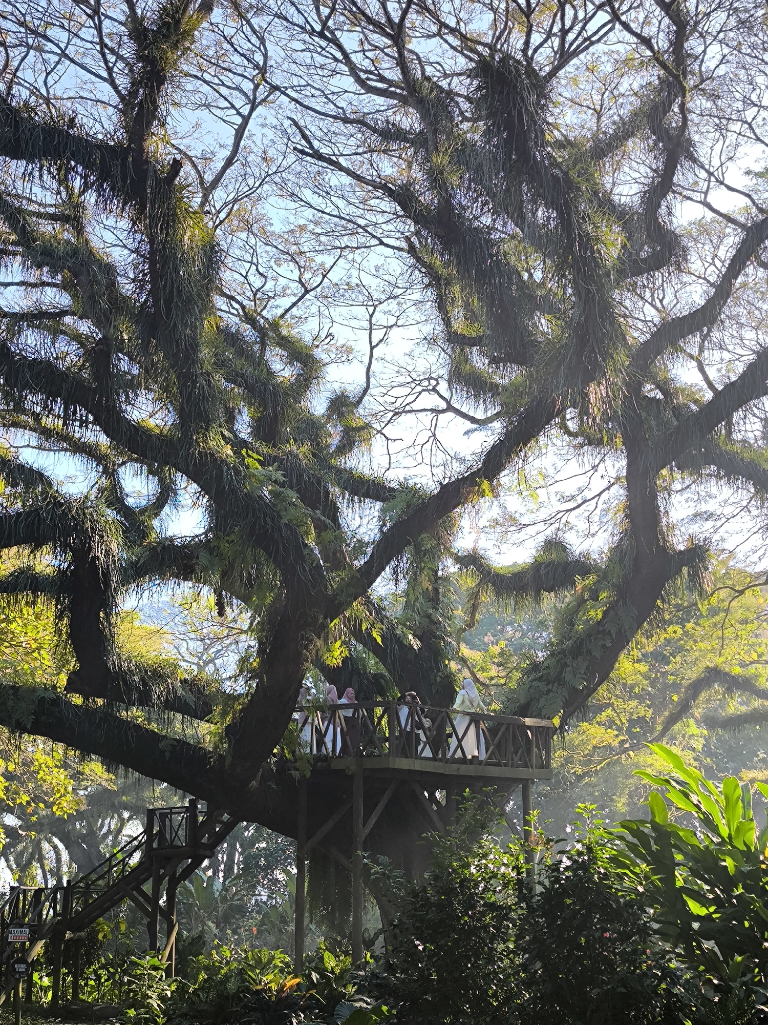 A large, ancient tree, heavily laden with epiphytic plants like moss and ferns, dominates the frame. Sunlight filters through its branches, casting a warm glow on the scene. A wooden platform with railings is built around a thick branch of the tree, serving as an observation deck. Three individuals, two women and one person with darker clothing, are visible on the platform. One woman in a light-colored hijab and dress stands facing away from the camera, while another woman in a similar outfit is partially visible to her left. A wooden staircase leads up to another, smaller platform attached to the trunk of the tree. Lush green foliage, including large-leafed plants, surrounds the base of the tree. The location is identified as Benculuk, Indonesia.