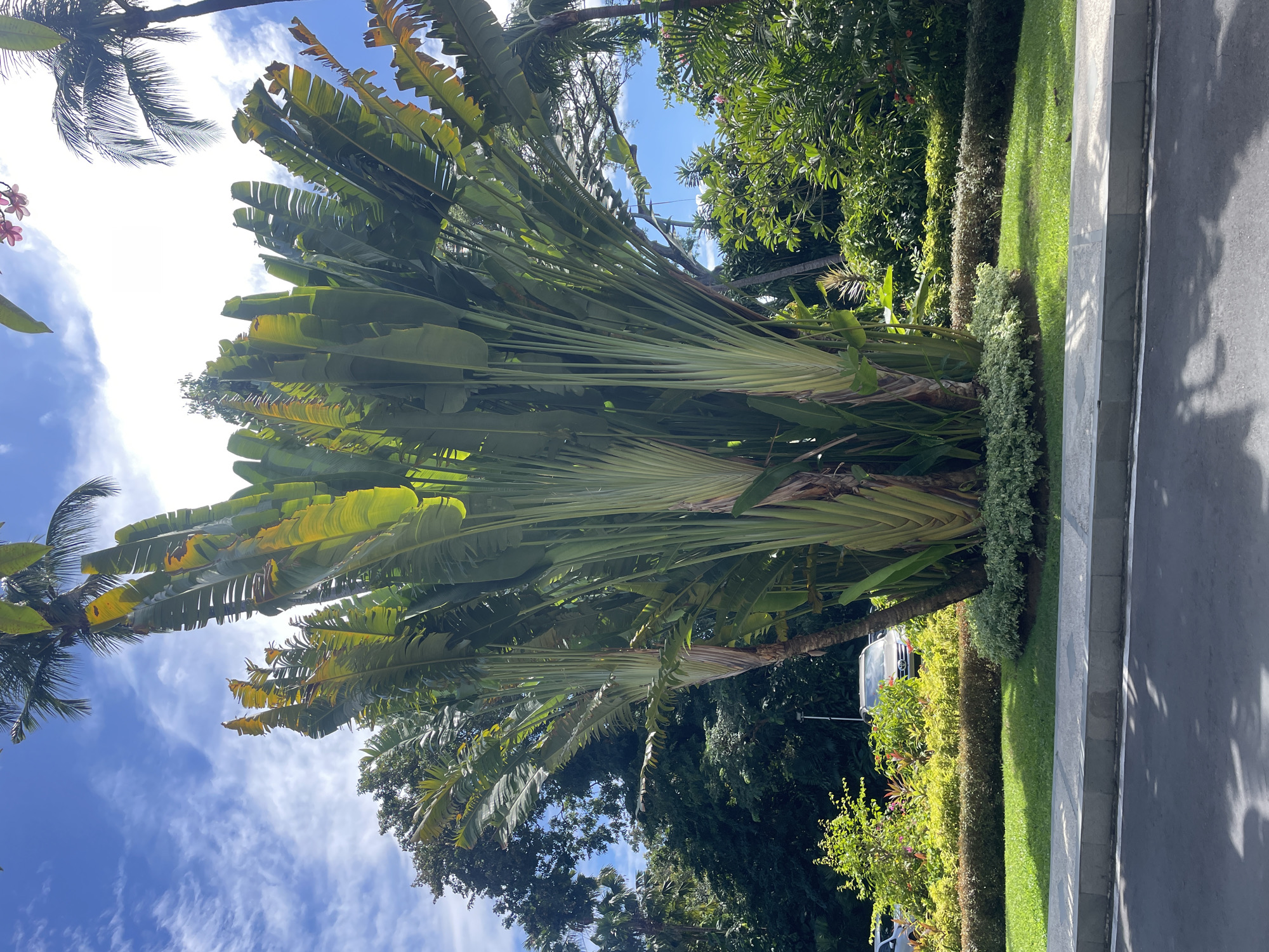 The image shows a group of Traveler's Palm trees in Denpasar, Indonesia. The trees have large, fan-shaped leaves. The sky is blue with white clouds. There is a sidewalk and road in the foreground, along with manicured bushes and trees. A car is visible behind the shrubbery.
