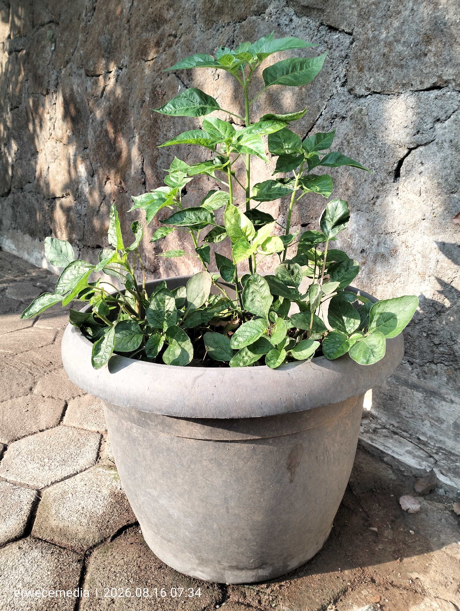 A potted plant, likely a young pepper plant, is situated outdoors on a paved surface composed of interlocking hexagonal stones. The pot is dark gray and appears to be made of plastic. Behind the plant is a rough, textured stone wall. The scene is illuminated by sunlight, casting shadows from the plant and trees onto the wall and ground. The timestamp on the image indicates it was taken in Imogiri, Indonesia, on August 16, 2026, at 07:34. There are no people or animals visible in the frame.