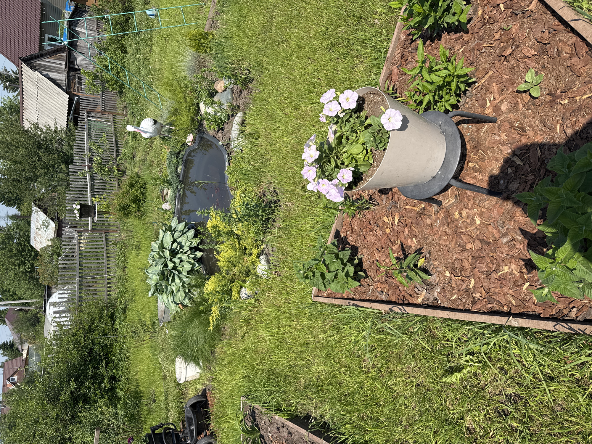 This is a vertical, eye-level shot of a backyard in Tomsk, Russia, on a sunny day. The scene depicts a slightly overgrown garden with various plants, a small pond, and some garden structures.
In the foreground, a raised garden bed filled with mulch contains several green plants. A gray planter pot with delicate light purple flowers is positioned to the left of the bed, supported by a black metal stand. The flowers appear to be petunias.
To the left of the raised bed, a small, irregularly shaped pond is visible, covered with dark material. A white garden ornament in the shape of a stork stands near the pond. Further left, lush green grass and various plants, including hostas and a conical evergreen shrub, fill the space.
In the background, a rustic wooden fence runs horizontally across the image. Beyond the fence, a weathered wooden shed with a corrugated roof is visible, along with parts of houses and trees. A green metal structure, possibly a drying rack or trellis, is attached to the shed. The overall impression is of a well-used, somewhat wild garden in a rural or suburban setting. The lighting suggests it is daytime, likely late morning or afternoon, with clear skies. There is no visible text in the image.