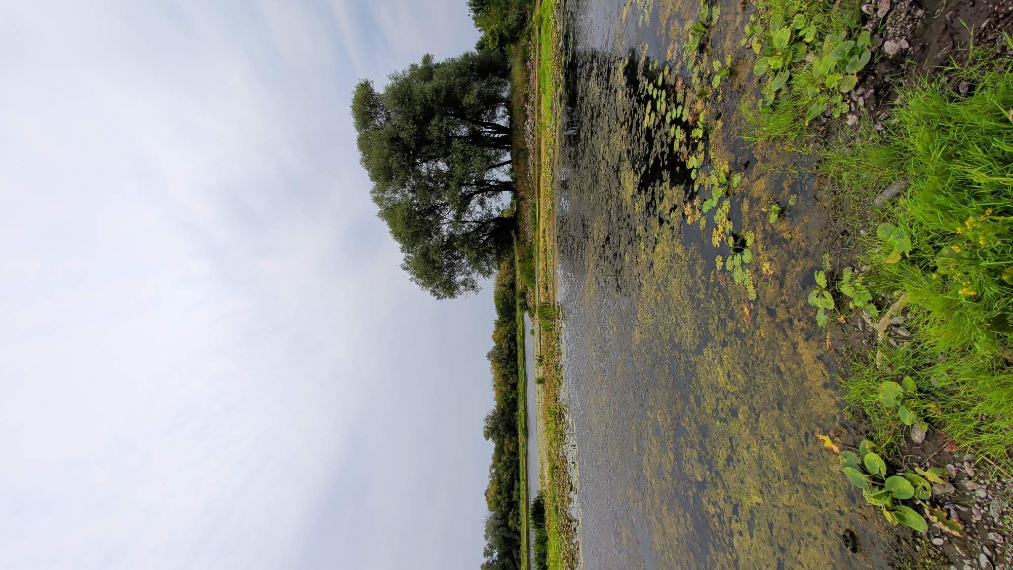 The image depicts a natural landscape featuring a tranquil body of water covered in a thick layer of algae and water lilies. The foreground is dominated by a muddy bank with lush green grass and scattered stones. In the middle ground, the water stretches out, reflecting the overcast sky. A small island covered with a cluster of large, mature trees is situated in the middle of the water. The background shows a dense line of trees and vegetation along the opposite bank of the water body. The overall impression is one of a serene, untouched natural environment. This scene is consistent with locations found along the Vistula River in Nowy Dwór Mazowiecki, Poland, known for its wetlands and riverside flora. There are no people or animals visible in the image.