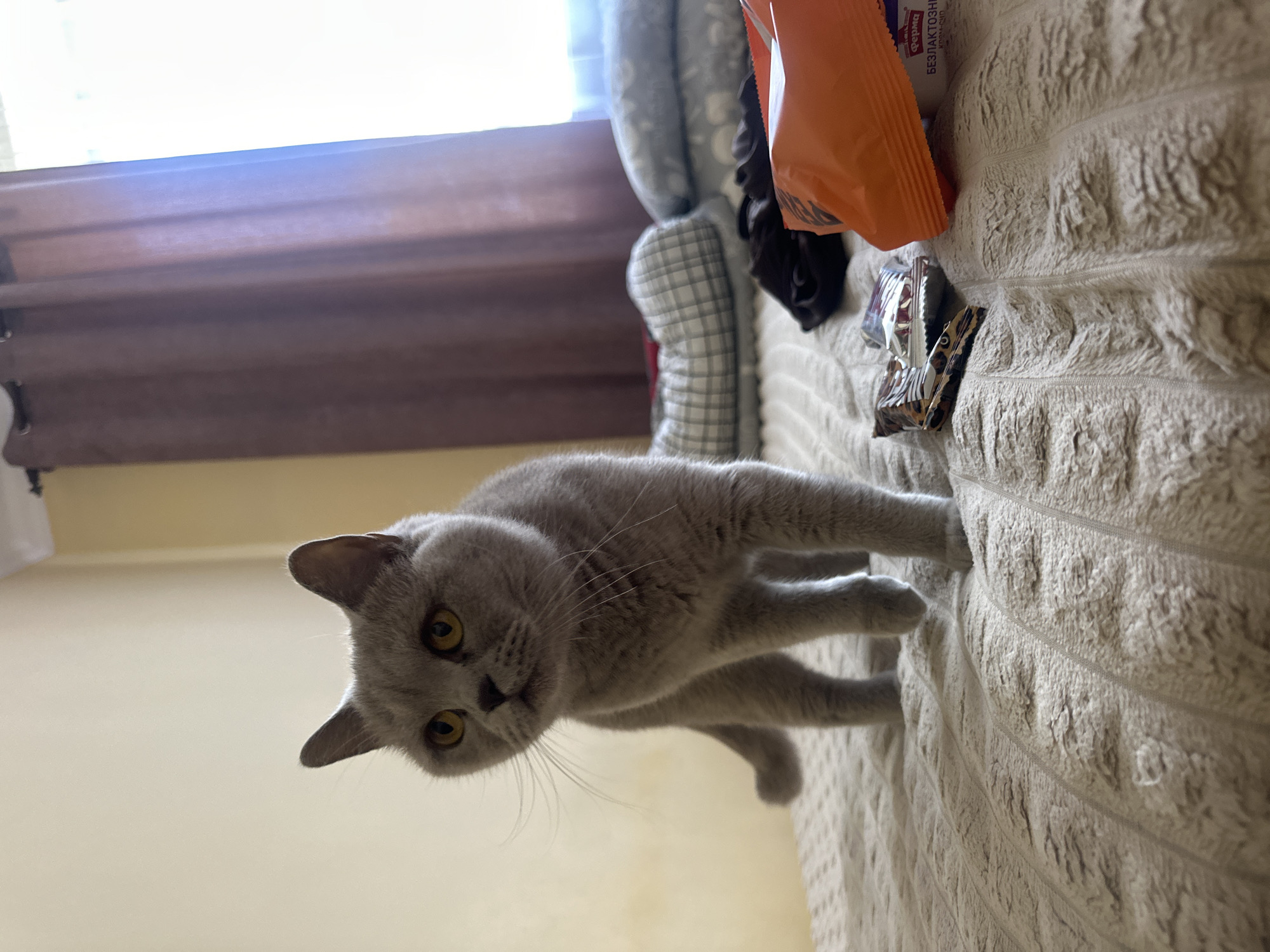 A grey British Shorthair cat stands on a textured beige blanket on a bed. The cat is facing left with its head turned towards the viewer. Its ears are pointed and its eyes are wide and yellow. Behind the cat, there are pillows, dark fabric, and two snack wrappers, one orange and one with a leopard print. In the background, a window with a dark purple curtain is visible. The overall environment suggests an indoor residential setting, likely a bedroom, and could be located in Ternopil, Ukraine.