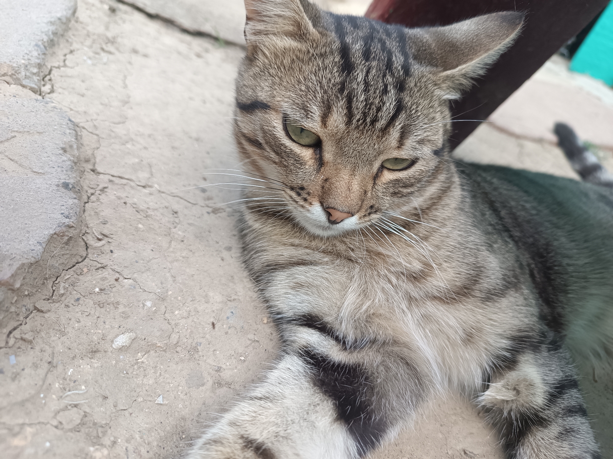 A tabby cat with green eyes is lying on a rough, cracked concrete surface. The cat's fur is a mix of gray, brown, and black stripes. Its body is partially visible, with one paw extended forward. The background shows more concrete and some blurry green and brown objects. The location is Vypasne, Ukraine.