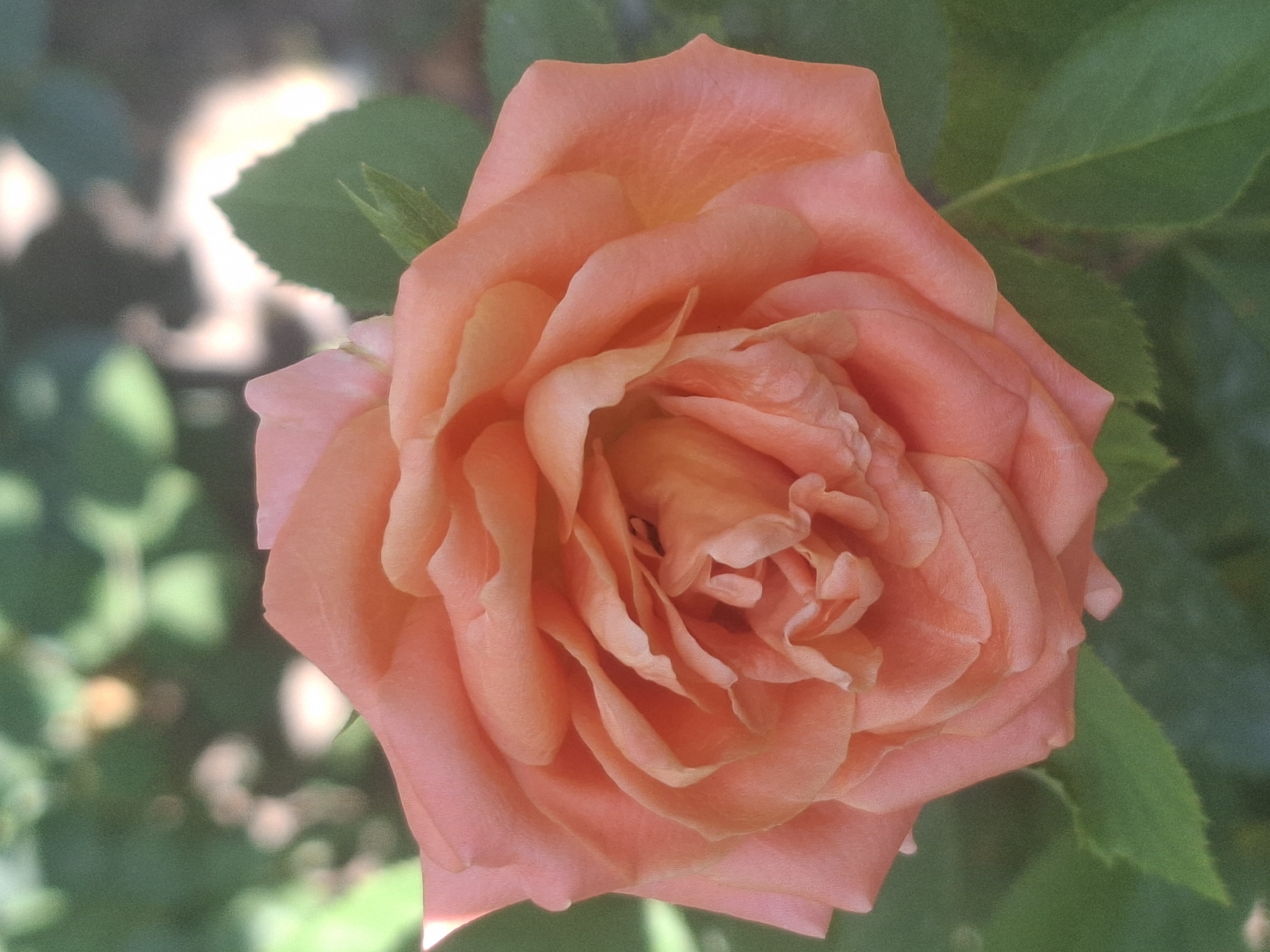 The image is a close-up, vertically oriented photograph of a single, fully bloomed coral-colored rose. The rose is positioned slightly off-center to the left, with its petals unfurling in concentric layers, revealing a more densely packed center. The petals have a soft, velvety texture and a subtle gradient of color, deepening to a richer orange hue towards the center. The background is a blur of soft green foliage and indistinct light, suggesting an outdoor garden setting. The lighting is soft and diffused, with no harsh shadows, indicating it might be overcast or the photograph was taken during the golden hour. There are no people, animals, or man-made objects visible in the frame, focusing solely on the natural beauty of the rose. The location in Almaty, Kazakhstan, is not discernible from the visual information in the photograph.