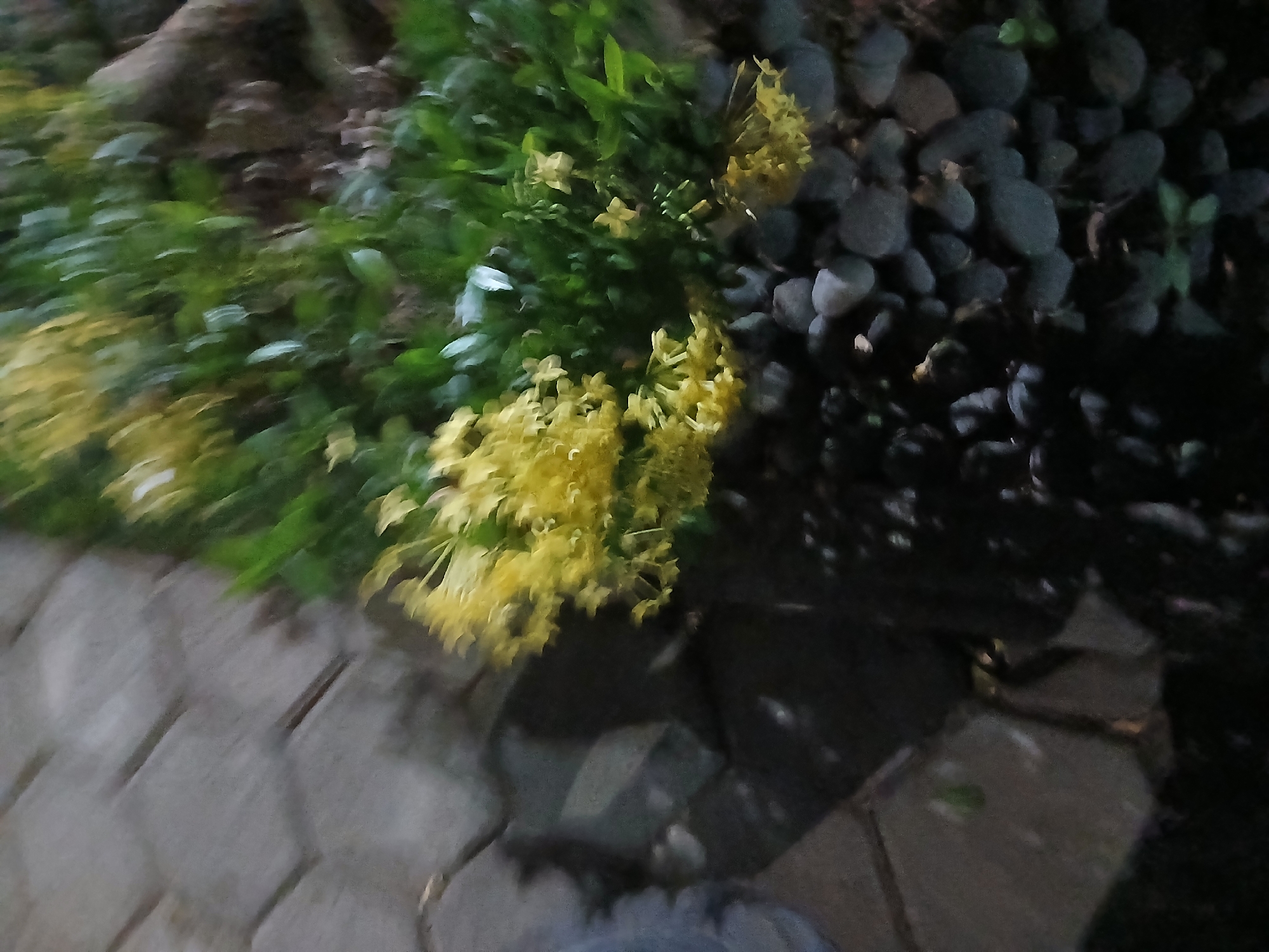 The image shows a blurry close-up of a garden bed. In the foreground, there are dark, round stones and some dark green foliage. Behind that, there are bright yellow flowers and more green foliage. To the left of the garden bed, there are large, grey, interlocking paving stones. There are no people or animals visible in the image. The location is likely a residential garden or public green space in Tenggarang, Indonesia, given the type of flora and landscaping materials. The overall impression is of a dimly lit, possibly dusk or dawn scene, with the blur suggesting movement or a lack of focus.