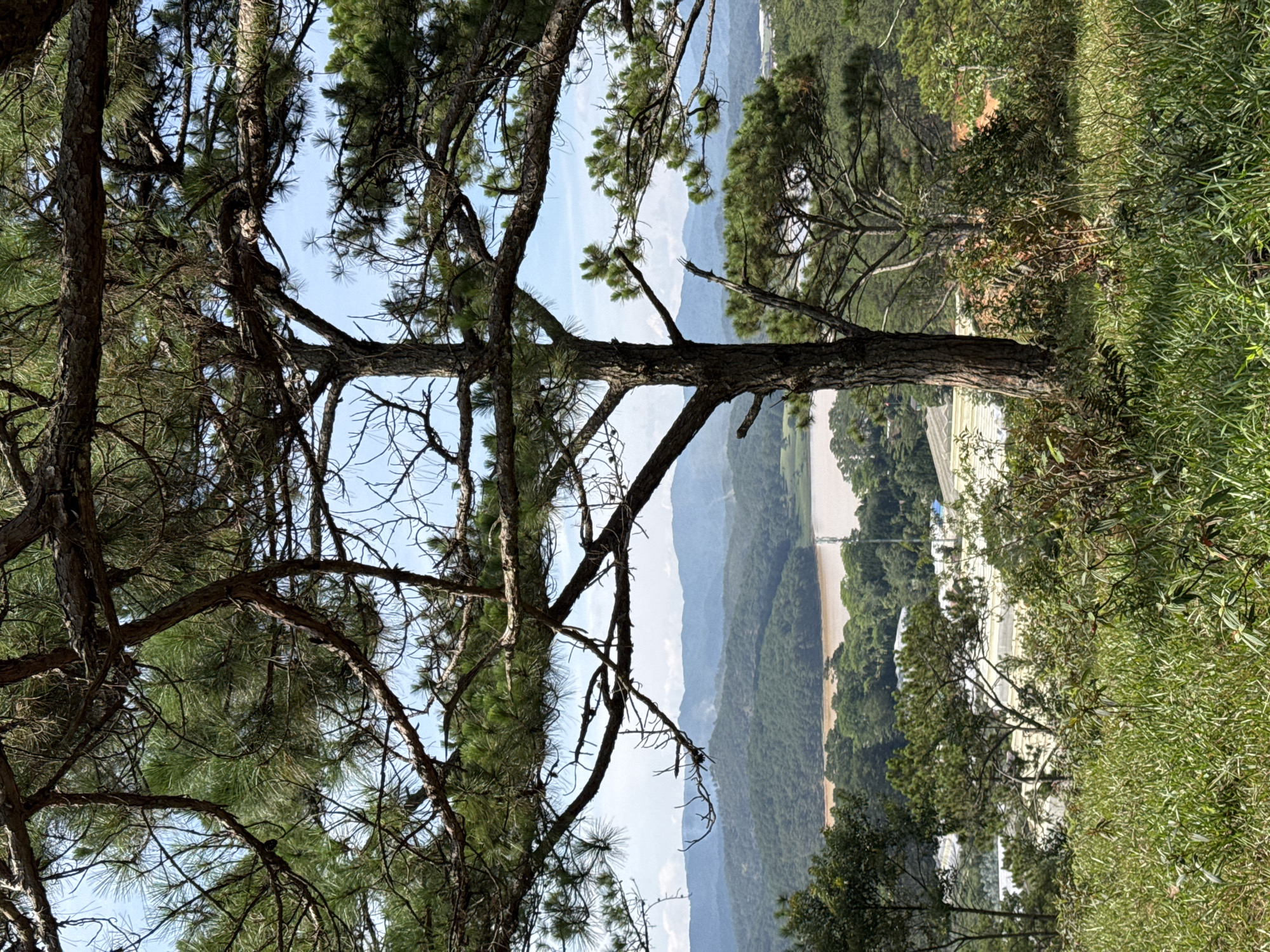 The image shows a scenic view in Lạc Dương, Vietnam, featuring a pine tree in the foreground with its branches and needles partially obscuring the landscape. In the background, rolling hills and a lake or river stretch into the distance, partially veiled by a hazy blue sky. A white structure, possibly a building or greenhouse, is visible among the trees near the water's edge. The right side of the image includes grassy vegetation and other foliage.