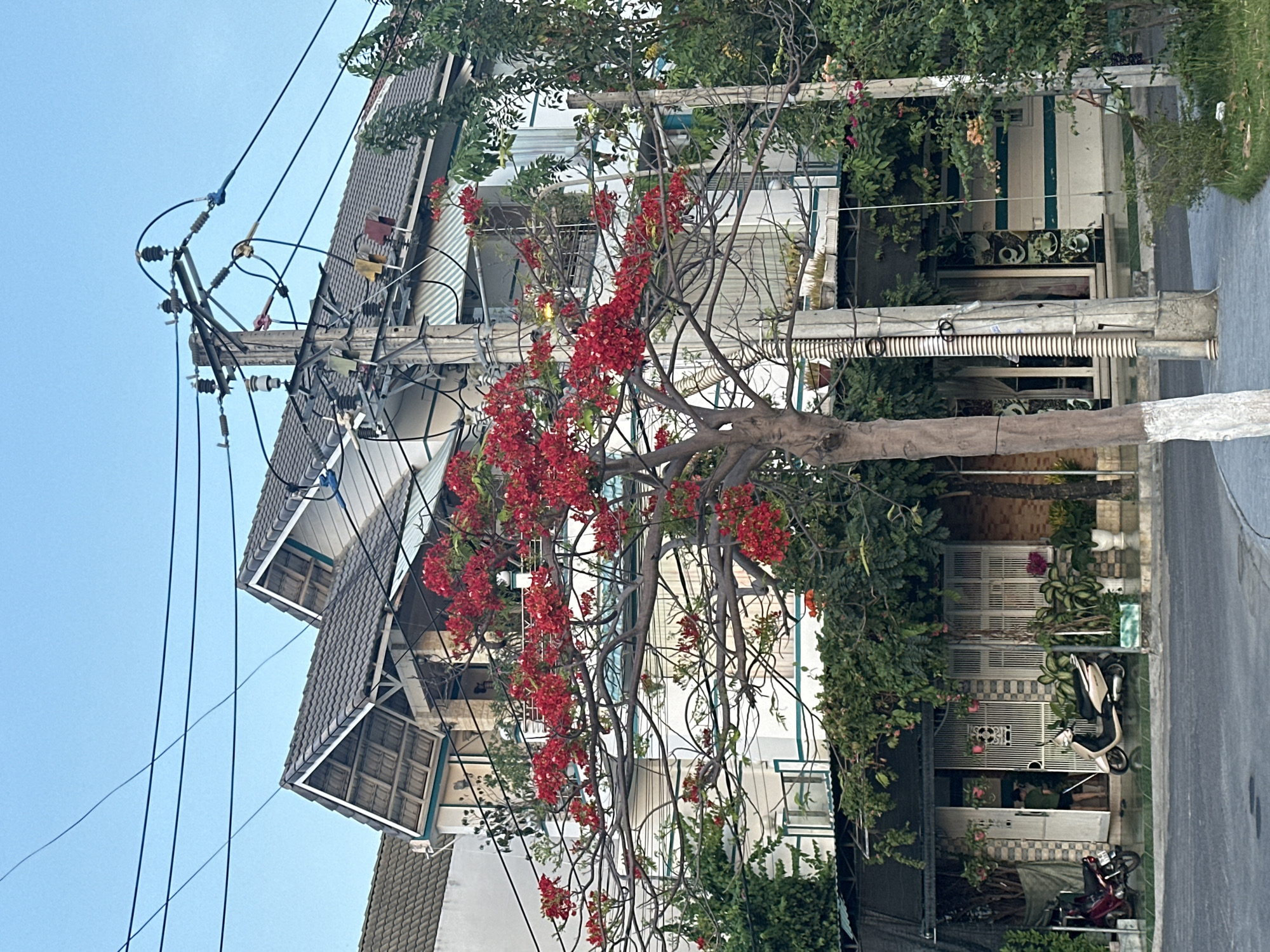 A street scene in Nam Nha Trang Ward, Vietnam, features a vibrant tree with red blossoms in the foreground, its branches arching over a paved street and sidewalk. Behind the tree, a multi-story building with white walls and grey tiled roofs is visible. The building has balconies with awnings and numerous windows, some covered by curtains. Overhead, a complex network of power lines and utility poles crisscrosses the sky. In front of the building, at ground level, there are several potted plants, two parked motor scooters (one red, one beige), and an open doorway with a person in a green shirt standing inside. The overall environment appears to be a residential or commercial street in an urban setting.