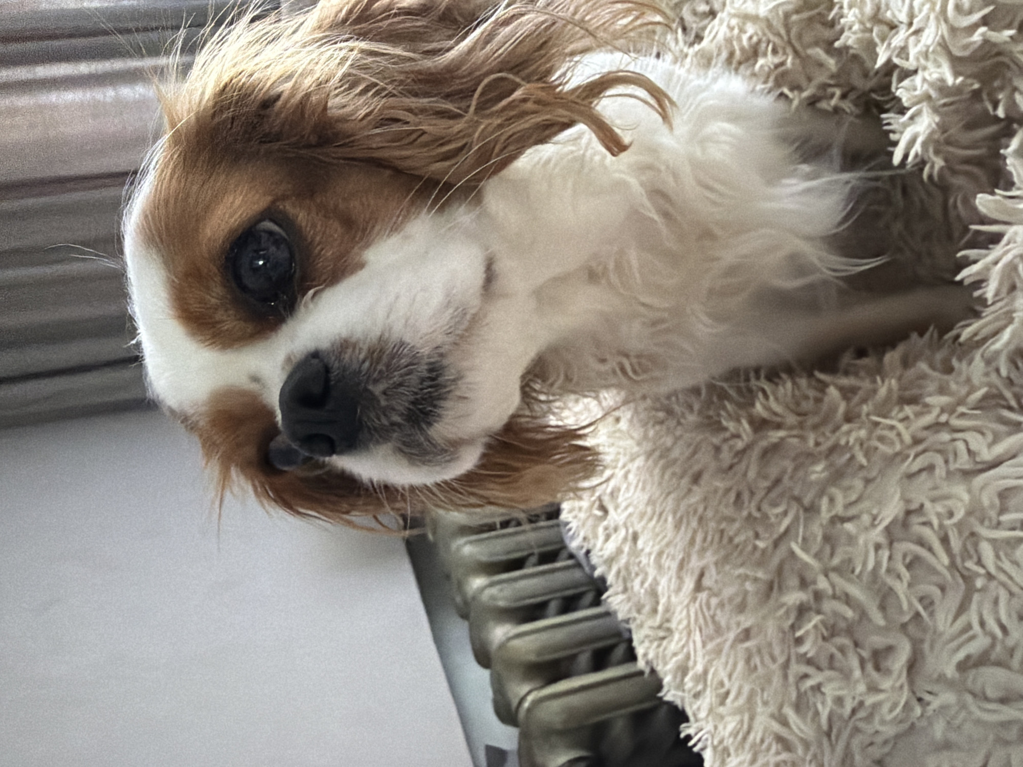A Cavalier King Charles Spaniel dog is resting, partially covered by a fuzzy white blanket. The dog is tan and white, with a black nose and dark eyes. A grey radiator is visible in the background, next to a white wall. The location in the city of Chaikovsky, Russia is not discernible from the image.