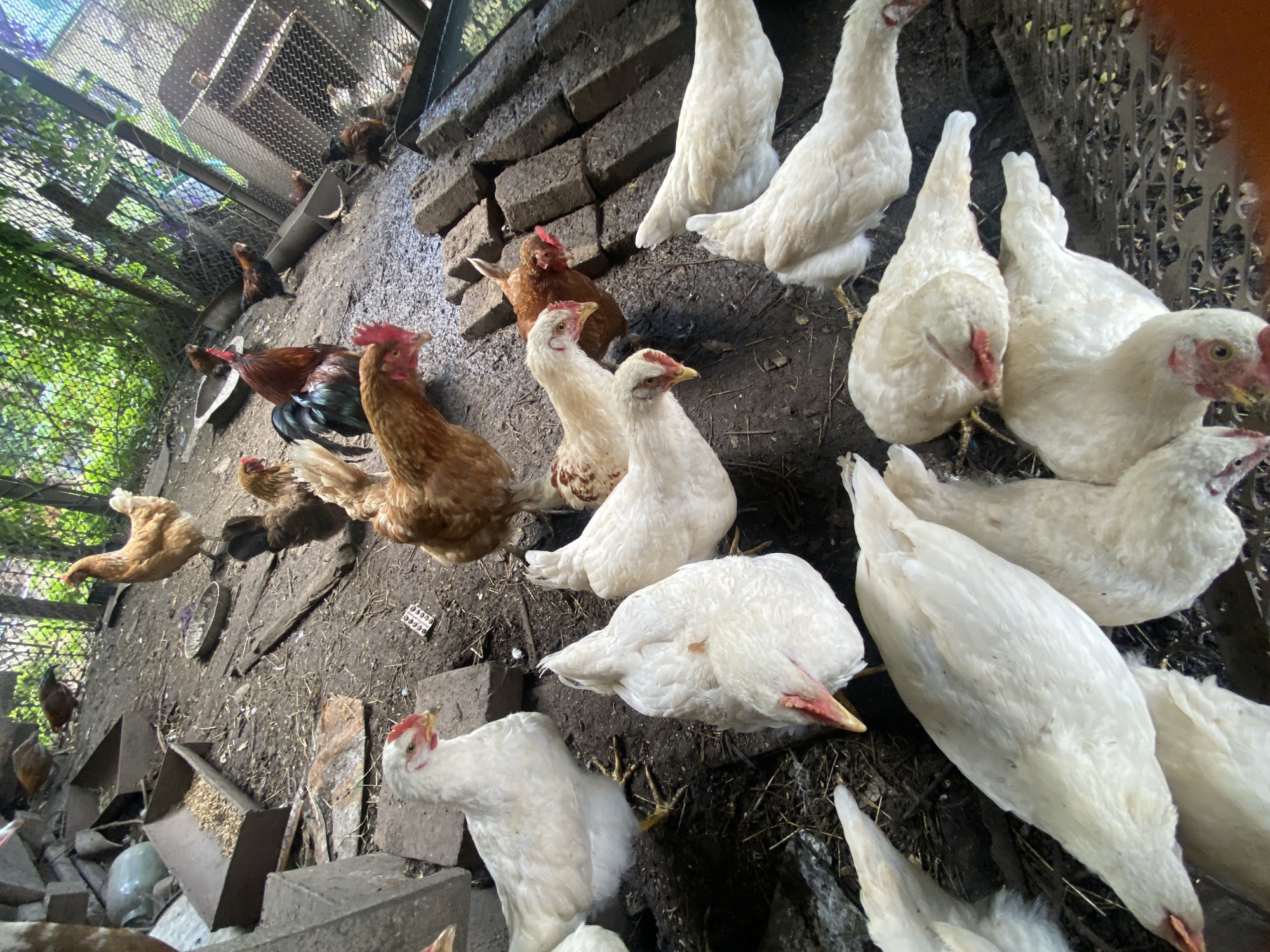 This media file depicts a lively scene within a chicken coop in Akhtyrskiy, Russia. The subjects are numerous chickens of various breeds and ages, predominantly white with some brown and darker feathered individuals. They are spread across the uneven, dirt-covered floor of the coop, which is enclosed by wire fencing and flanked by brick structures and wooden planks.
The chickens are engaged in typical coop activities: pecking at the ground, feeding from troughs, and congregating. Several chickens are captured in mid-motion, either standing, walking, or in the process of foraging. The lighting suggests it is daytime, with natural light filtering into the coop, casting shadows and illuminating the dusty environment. The overall impression is one of a busy, rustic farm setting.
Notable details include the rough textures of the ground, the chicken feeders, and the brickwork. There is also a visible mesh fence and some greenery visible through it, hinting at an outdoor environment beyond the coop. A few pieces of discarded human-made objects, such as a small plastic blister pack and a circular metal object, are scattered on the ground. No text is clearly legible within the image.