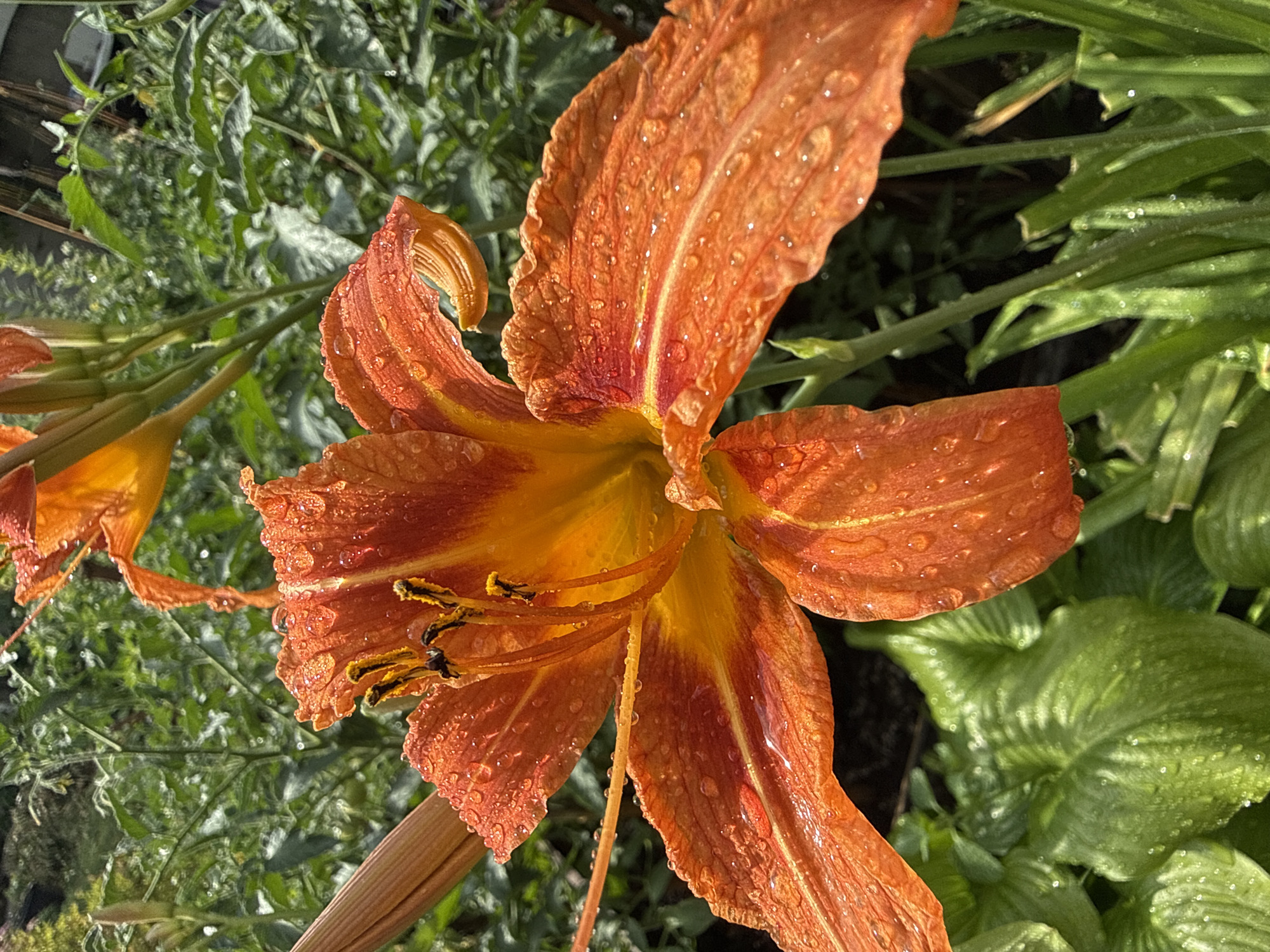 A close-up, slightly overhead shot captures an orange daylily in bloom, its petals glistening with water droplets. The flower is the central focus, with its stamens visible within the bloom. Behind the daylily, lush green foliage forms a blurred backdrop, suggesting a garden setting. The lighting indicates it is daytime, with sunlight illuminating the scene and highlighting the water on the petals. The overall impression is one of natural beauty and freshness after a rain. The location is unknown.