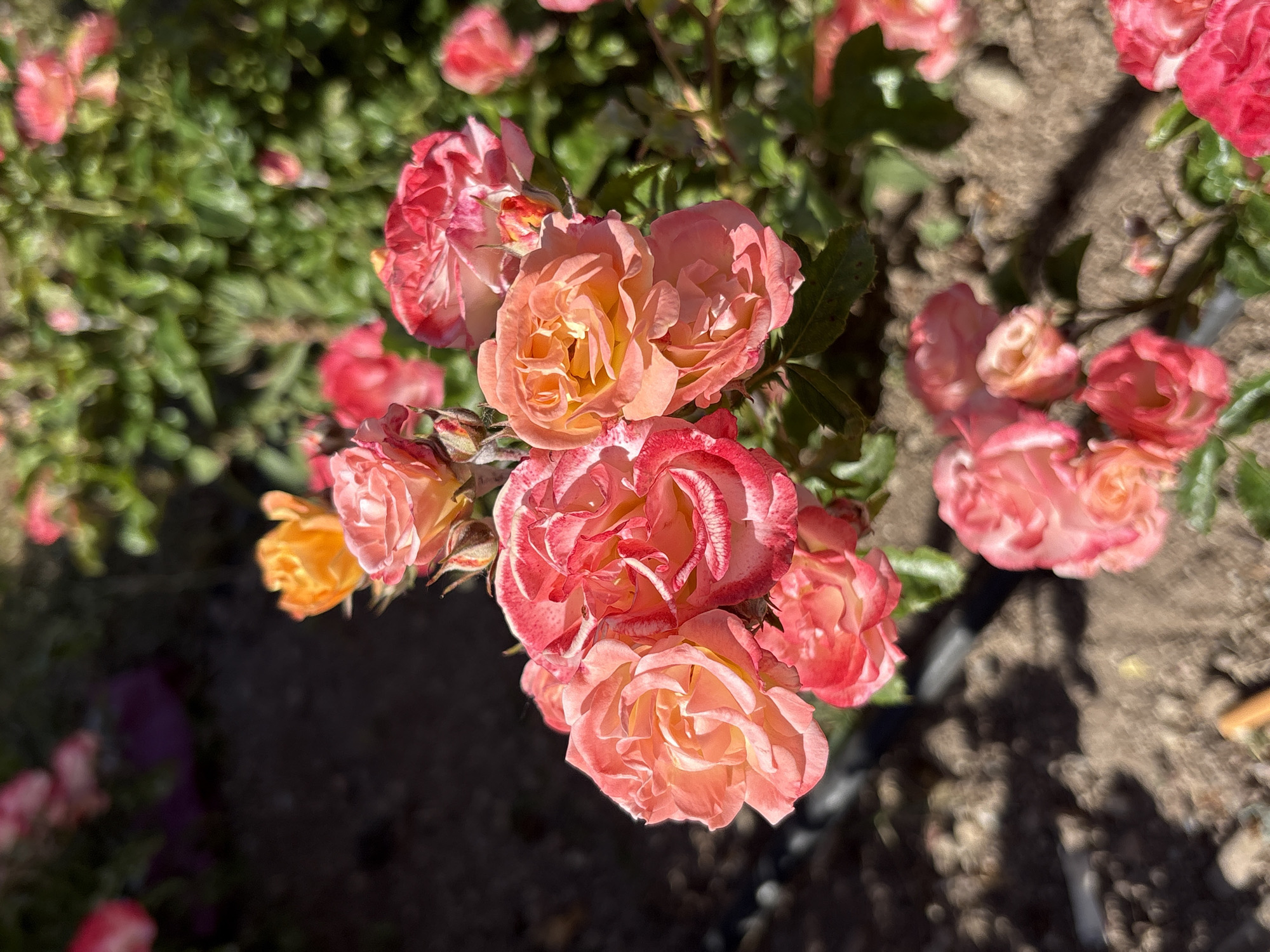 A close-up, eye-level shot showcases a cluster of multi-colored roses in full bloom, with hues ranging from orange and peach to a light red with white accents along the petal edges. The roses are grouped tightly together, with some buds still unopened. The surrounding foliage is visible as a background, consisting of small, green leaves and other plant life. In the lower left corner, there's a dark area, possibly a shadow or an area of deep shade. The lighting is bright and natural, highlighting the intricate details and colors of the roses. The photo was taken in the Rose Garden in Florence, Italy.