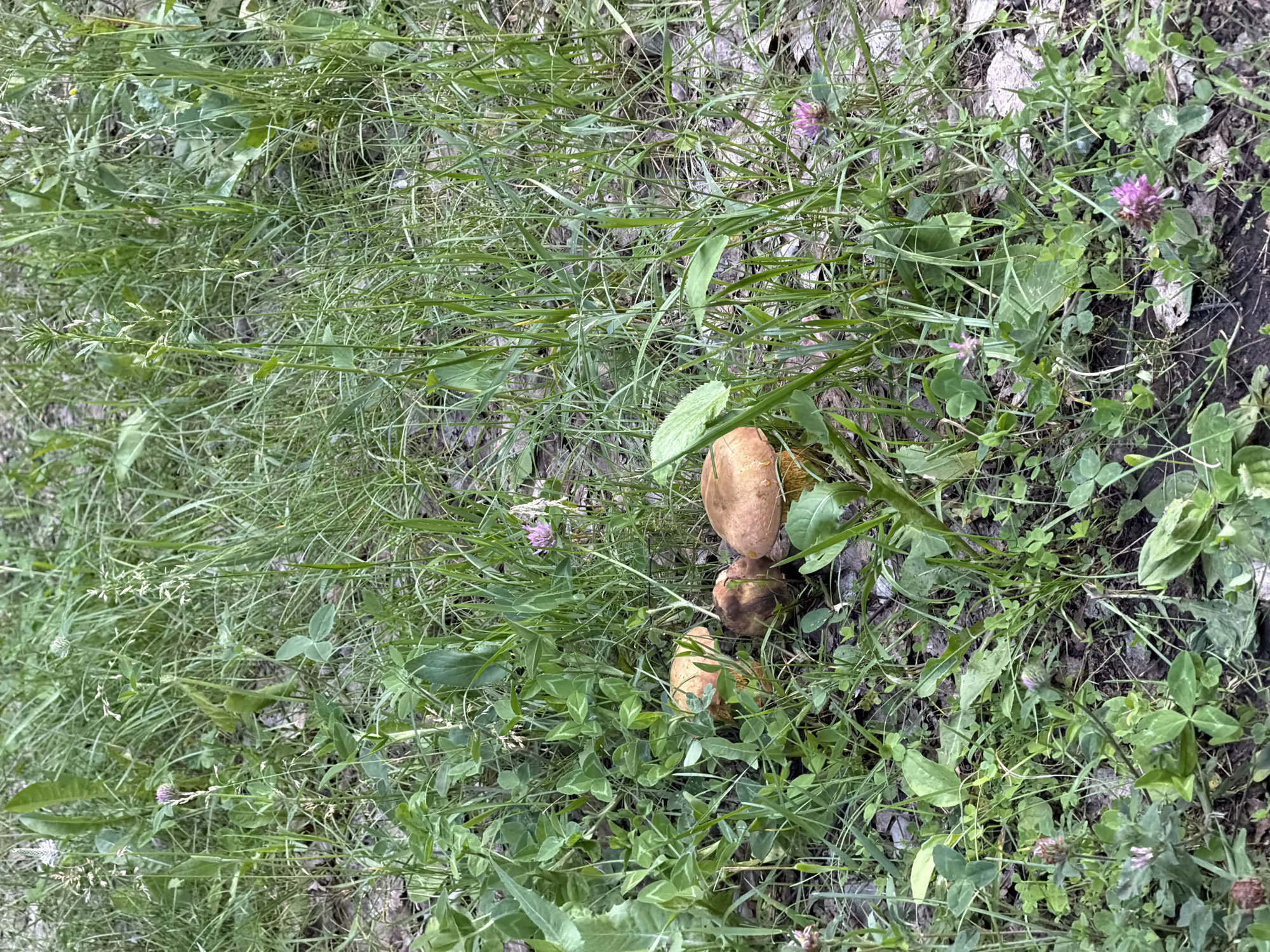 The image shows a close-up, eye-level view of a patch of ground covered in green grass, clover, and a few small pink flowers. Three mushrooms with brown caps are visible among the foliage. The scene appears to be a natural area, possibly a park or forest floor, within the city of Volzhskiy, Russia. No people or animals are present in the image. The lighting suggests it is daytime.