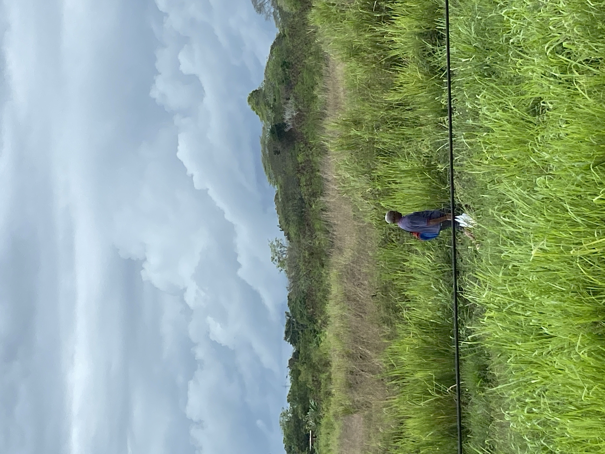 The image captures a landscape in San José de Barlovento, Venezuela. Lush green grass dominates the foreground, contrasting with a dirt path leading toward a hill covered in trees and greenery. A single individual is seen walking along the path, wearing a blue shirt and light-colored pants. Power lines run through the middle ground, partially obscuring the view. The sky is overcast with heavy, layered clouds.