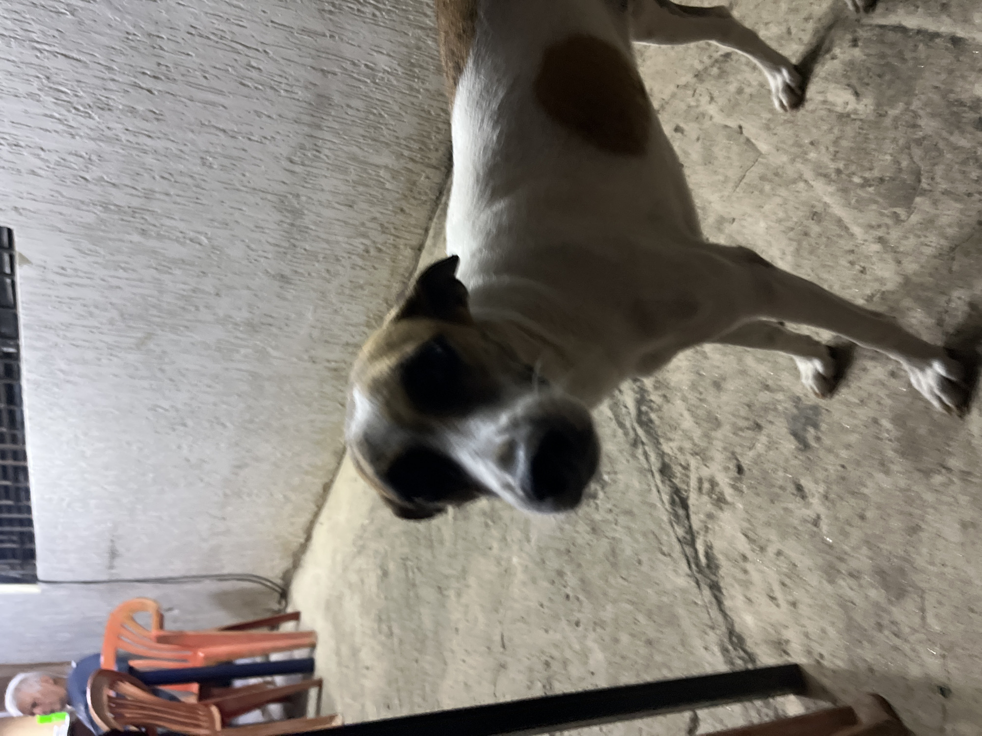 A medium-sized, short-haired dog with white and brown markings stands on a concrete floor, facing the camera with its head tilted slightly. The dog's ears are dark brown and pointed, and it has dark markings around its eyes. Behind the dog, a textured, light-colored wall is visible. In the background, to the left of the dog, are several orange plastic chairs and a person sitting, who is out of focus. The scene appears to be outdoors in a shaded area. The overall lighting is dim, suggesting it might be evening or early morning. The location is identified as Santa Ana, Venezuela.
