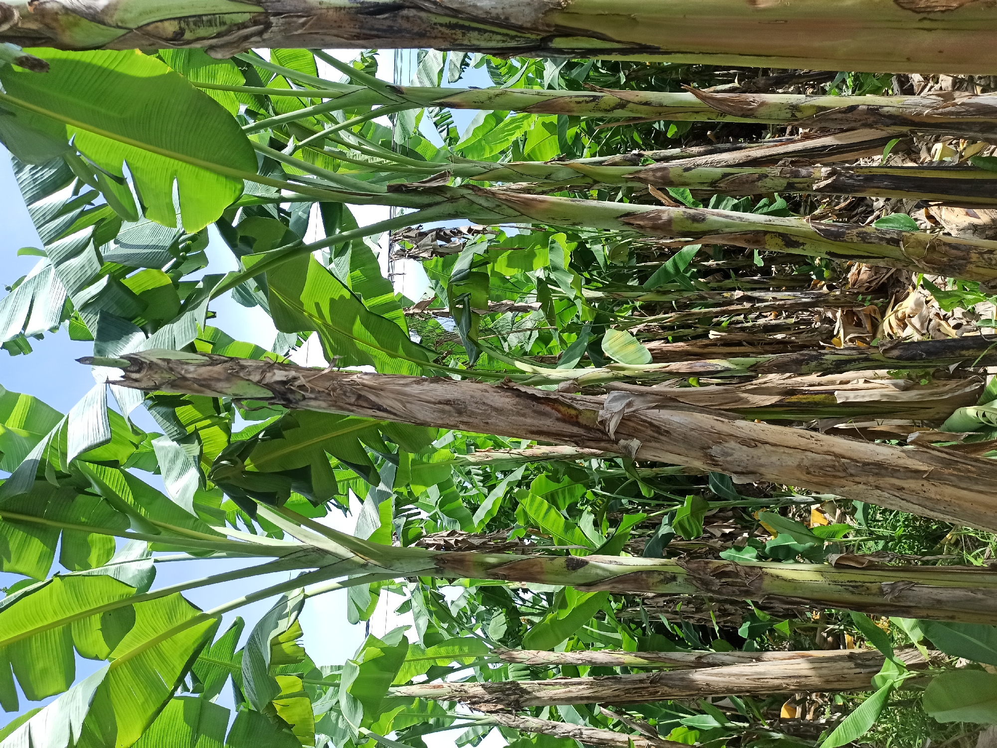 The image captures a dense grove of banana trees under a clear blue sky in the city of Medan, Indonesia. The foreground is dominated by the thick, fibrous trunks of several mature banana plants, their bark a textured mix of brown and green. Some trunks appear weathered and dry, while others exhibit fresh green growth at their bases. Large, vibrant green banana leaves fan out from the tops of the plants, some catching the sunlight and appearing translucent. The leaves create a dense canopy, with the sky visible in fragmented patches between them. The background is filled with more banana trees, creating a uniform green wall. The ground is covered in dry, fallen banana leaves and some sparse green undergrowth, suggesting a natural, uncultivated area or the periphery of a plantation. No people are present in the image, and no specific actions are depicted. The scene is static and conveys a sense of lush, tropical vegetation.