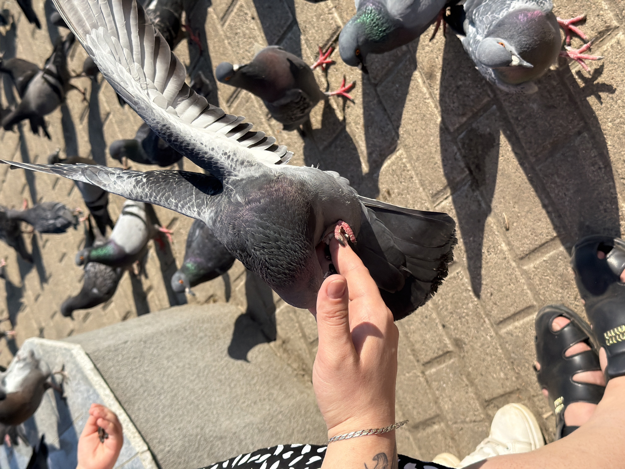 A high-angle, close-up shot depicts a person feeding pigeons in what appears to be an urban environment, possibly Chaikovsky, Russia. The person's hand is extended, offering seeds or grain to a pigeon that is close enough to eat from their fingers. The pigeon's wings are partially spread, indicating it is in the midst of landing or balancing itself. A number of other pigeons are gathered around, some on the ground and others slightly further away in the periphery. The ground is paved with stone or concrete blocks, which are light brown. The person is wearing a black and white patterned skirt, a white sneaker, and black sandals. A child's hand holding seeds is partially visible near the lower left corner. The photograph is taken during daylight hours, as suggested by the presence of shadows.