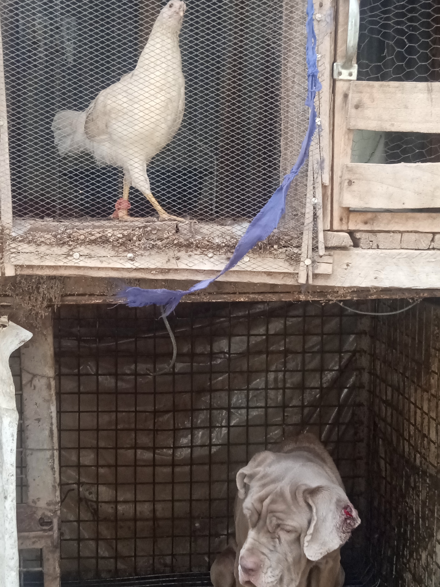 In Jos, Nigeria, a scene unfolds inside a weathered, possibly homemade, cage or enclosure. A white chicken stands on the upper level of the enclosure, visible through a wire mesh. Below, confined within the same structure, is a dog, possibly a mastiff breed, light gray or tan in color. The dog's left ear appears to be injured. A blue cloth hangs from the upper portion of the enclosure. The overall environment is enclosed, possibly a farm or backyard, the structure showing signs of age and wear.