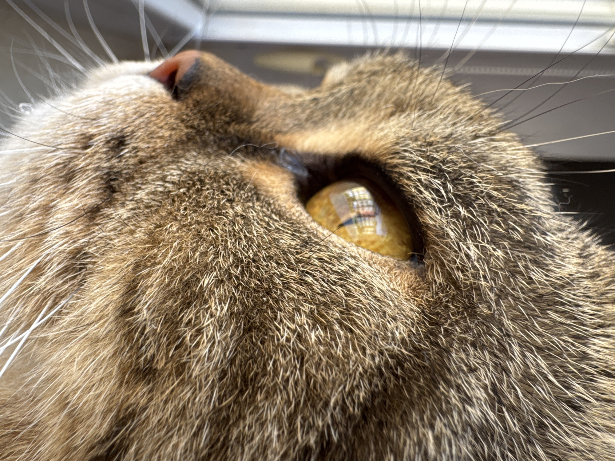 This is an extreme close-up, low-angle shot of a cat's face, focusing on its eye. The cat has brown and black tabby fur with prominent white whiskers. The eye is a bright yellow-green and reflects the environment, showing a distorted image of what appears to be a room with window blinds. The lighting suggests it's daytime, likely indoors near a window. The cat's nose and part of its head are visible, with the fur texture being very detailed. The setting is implied to be indoors in Mikhaylovsk, Russia, based on the provided location context. No people or text are visible in the image.