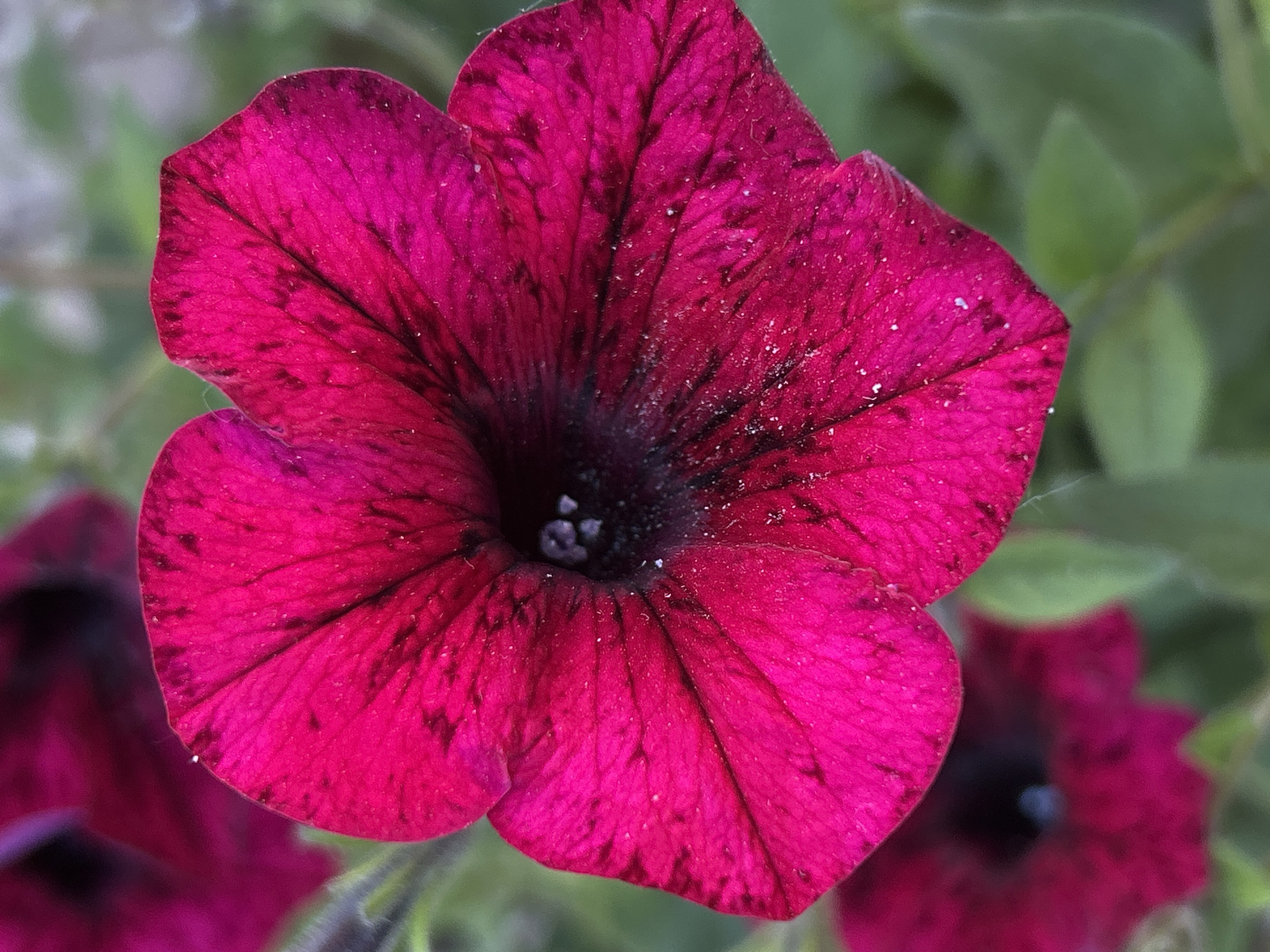 A close-up, high-angle shot captures a vibrant, deep pink petunia flower in full bloom. The flower is the primary subject, filling most of the frame. Its petals are velvety in texture, with delicate, darker veins radiating from the center. Tiny, dew-like droplets or dust particles are scattered across the surface of the petals, adding a subtle shimmer. The center of the flower is a dark, almost black, opening.
To the left and right of the main flower, other blurred, similarly colored petunias are visible, suggesting a garden setting or a patch of blooming flowers. The background consists of soft, out-of-focus green foliage, indicating an outdoor environment.
The lighting appears to be natural, likely daylight, with a soft quality that highlights the flower's rich color and texture without harsh shadows. There is no text visible in the image. The overall mood is one of natural beauty and tranquility, emphasizing the intricate details of the flower.