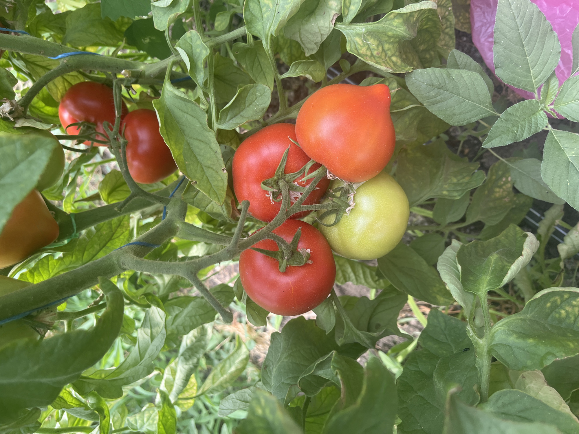 This is a close-up, eye-level, outdoor, natural light photograph of a cluster of ripening tomatoes on a vine. The tomatoes are in various stages of ripeness, with some being green and others a vibrant red. The leaves of the tomato plant are a deep green, and some show signs of minor discoloration or wilting. The background is blurred, suggesting a garden setting, with hints of soil and other foliage. The image appears to be taken in Яново-Грушевский, Russia, given the context. There are no people or animals visible in the image.