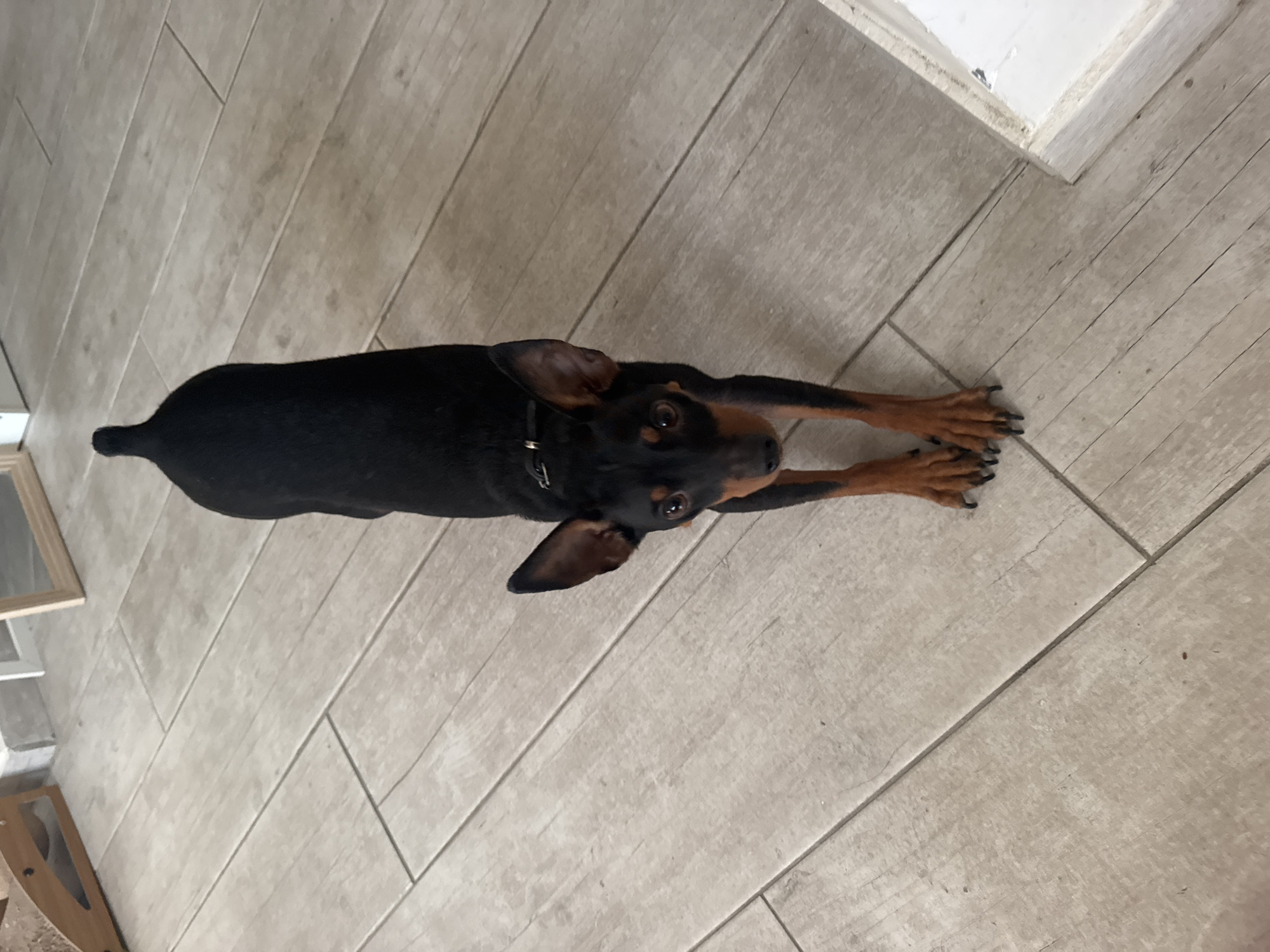 An adult miniature pinscher dog stands on a wooden-tiled floor. The dog is black and tan with pointed ears and a docked tail. It is looking directly at the camera with its front paws extended. The floor is light-colored and appears to be in a residential setting. The background is blurred, but hints of furniture and a doorway can be seen. This image was taken in Agios Tychona Community, Cyprus.