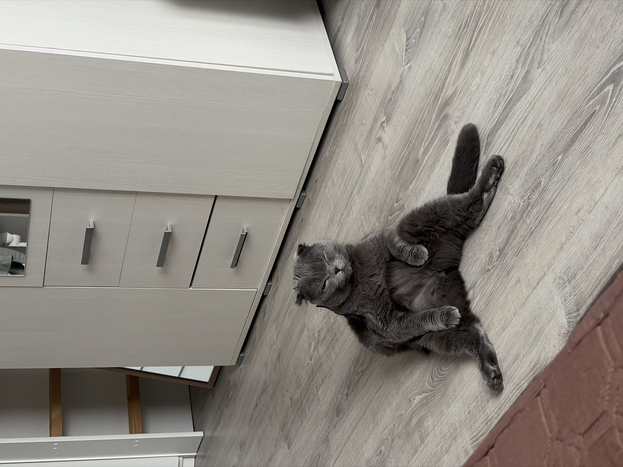 A gray Scottish Fold cat is lying on its back on a light-colored wood floor next to a white dresser in an indoor setting. The location cannot be determined.