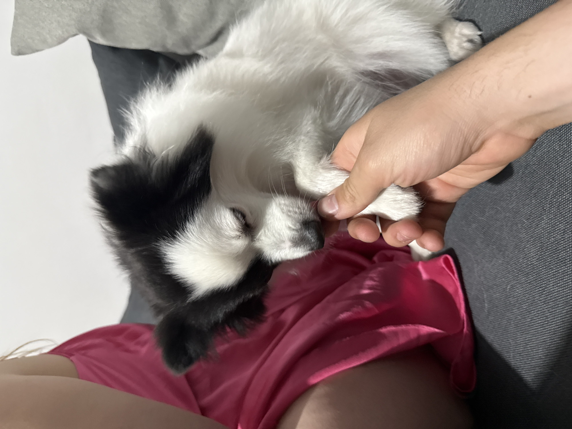 A black and white fluffy dog rests comfortably on a person's lap or legs, captured in a close-up, high-angle indoor shot. The dog, likely a small breed such as a Papillon or a similar long-haired toy dog, has prominent black markings around its eyes and ears, with the rest of its fur being predominantly white. Its eyes are closed or mostly closed, suggesting it is relaxed, perhaps sleeping or dozing.
A person's hand is visible, gently holding one of the dog's front paws, indicating a moment of affection and comfort. The person's arm and a portion of their legs, clad in bright pink fabric (likely shorts or pajama bottoms), are also visible in the lower part of the frame. The background consists of a dark gray upholstered surface, possibly a couch or armchair, and a lighter gray or white wall/cushion in the upper left.
The lighting appears soft and natural, suggesting it is daytime indoors. The scene conveys a sense of peacefulness, warmth, and a strong bond between the pet and its owner. There are no discernible location cues within the image itself, but the context provided places the scene in Stara Zagora, Bulgaria. No visible text is present in the media file.