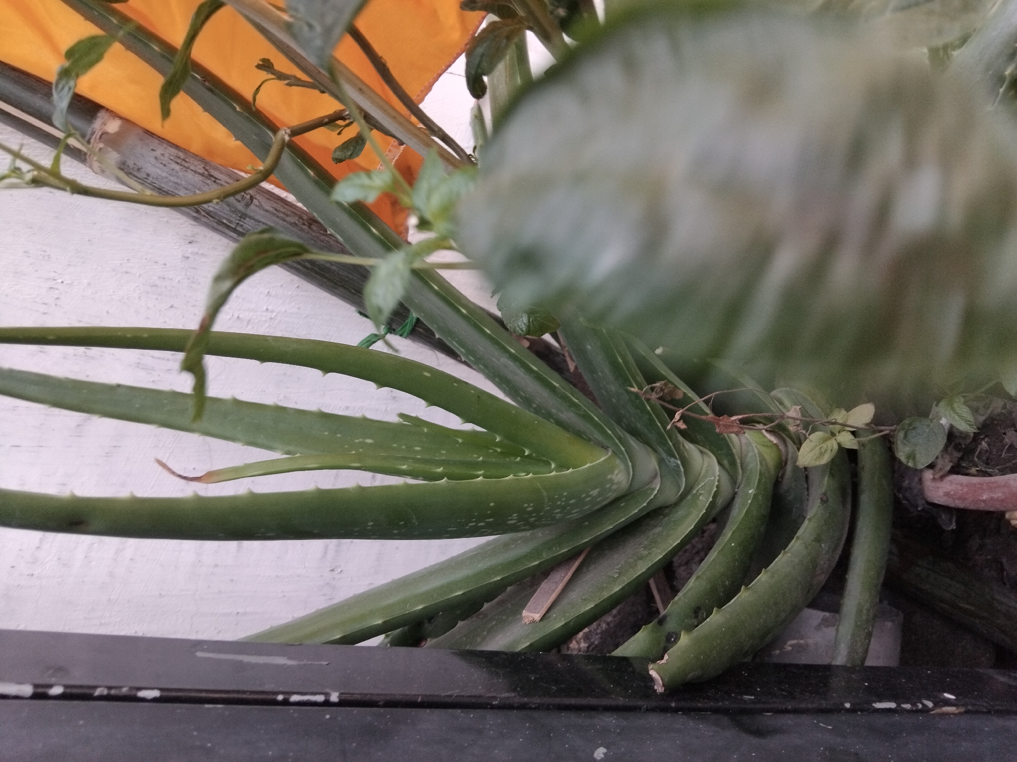 An Aloe Vera plant with thick, green, fleshy leaves is growing near a white textured wall. The plant is situated in a dark pot, with some dried leaves and debris around its base. A thin, brown vine with small green leaves is growing up the side of the plant. In the background, a bright orange tarp is visible, along with a thick bamboo stalk. The scene is outdoors, possibly in a garden or yard, in the city of Kepuh Kiriman, Indonesia. There are no people or animals visible in the image.