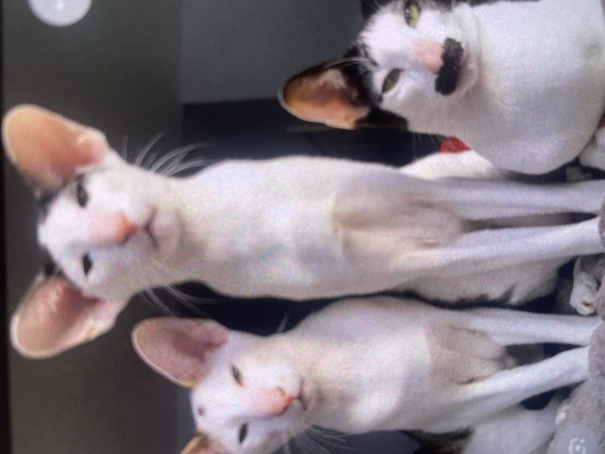 The image shows three white oriental shorthair cats. The cat in the center is the largest and is looking directly at the camera. The cat on the left is slightly smaller and is looking towards the camera. The cat on the right is also looking towards the camera and has a black marking on its nose that resembles a mustache. The cats are in an indoor setting, likely a home, with a dark background. No specific location within Bassetlaw, United Kingdom can be determined from the image.