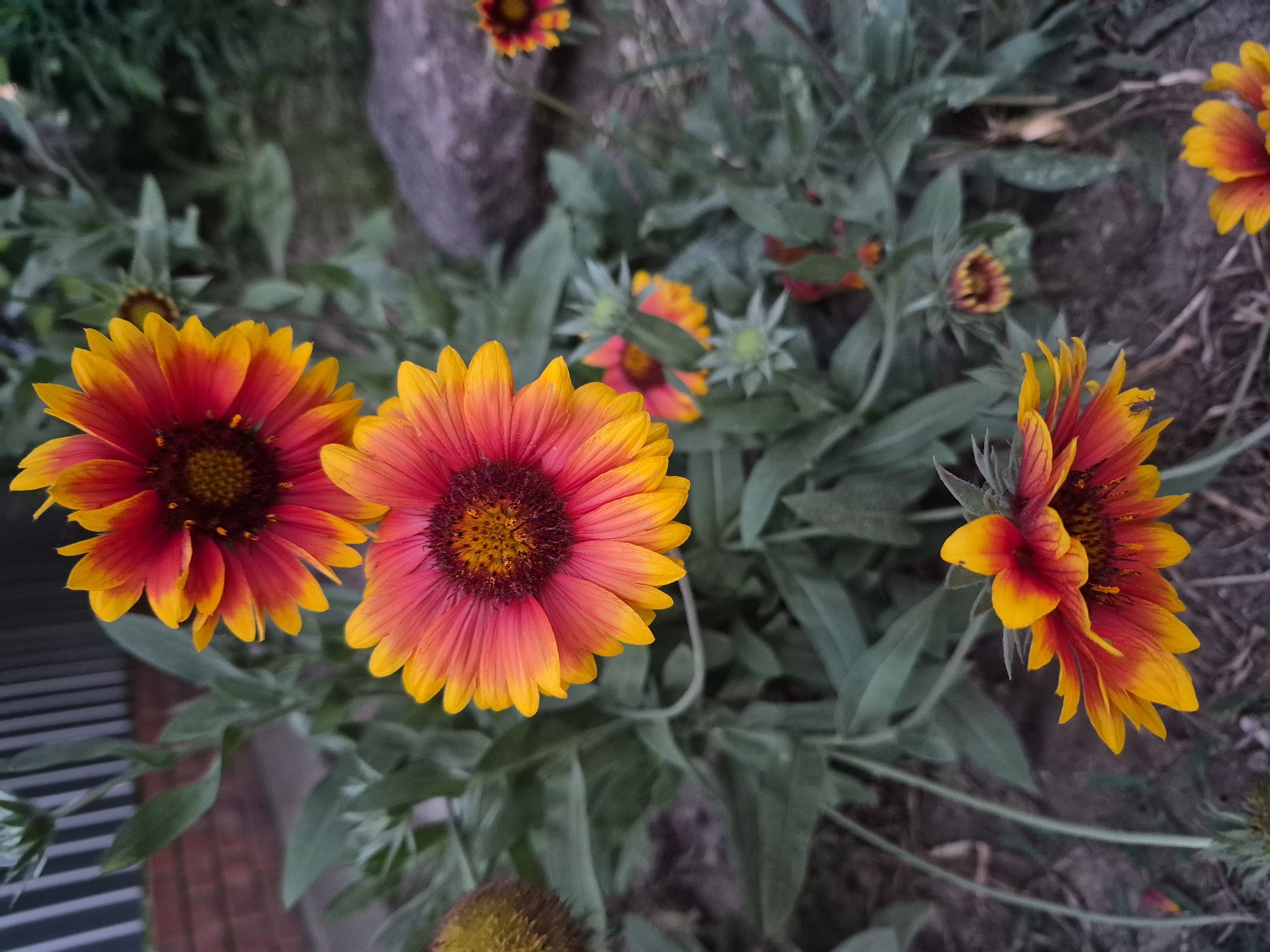 This is a close-up, eye-level shot of several Galliardia flowers in an outdoor garden. The flowers are in various stages of bloom, with vibrant red and yellow petals. The background is blurred, but appears to be a garden setting with green foliage and a hint of a brick wall and a dark-colored stone. The lighting is dim, suggesting it might be dusk or early morning. There are no people or animals visible in the image.