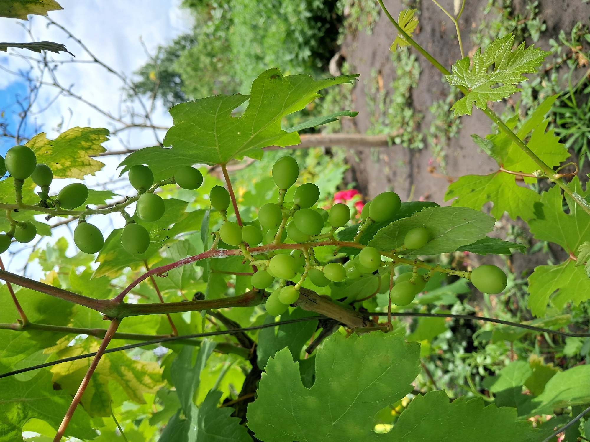 A cluster of unripe green grapes hangs from a vine, surrounded by large green leaves. The vine is supported by a thin black wire. In the background, out of focus, are more green foliage, a dirt path, and a cloudy sky with patches of blue. The scene appears to be in a garden or vineyard. There is no indication of specific location within Kremenchuk, Ukraine.