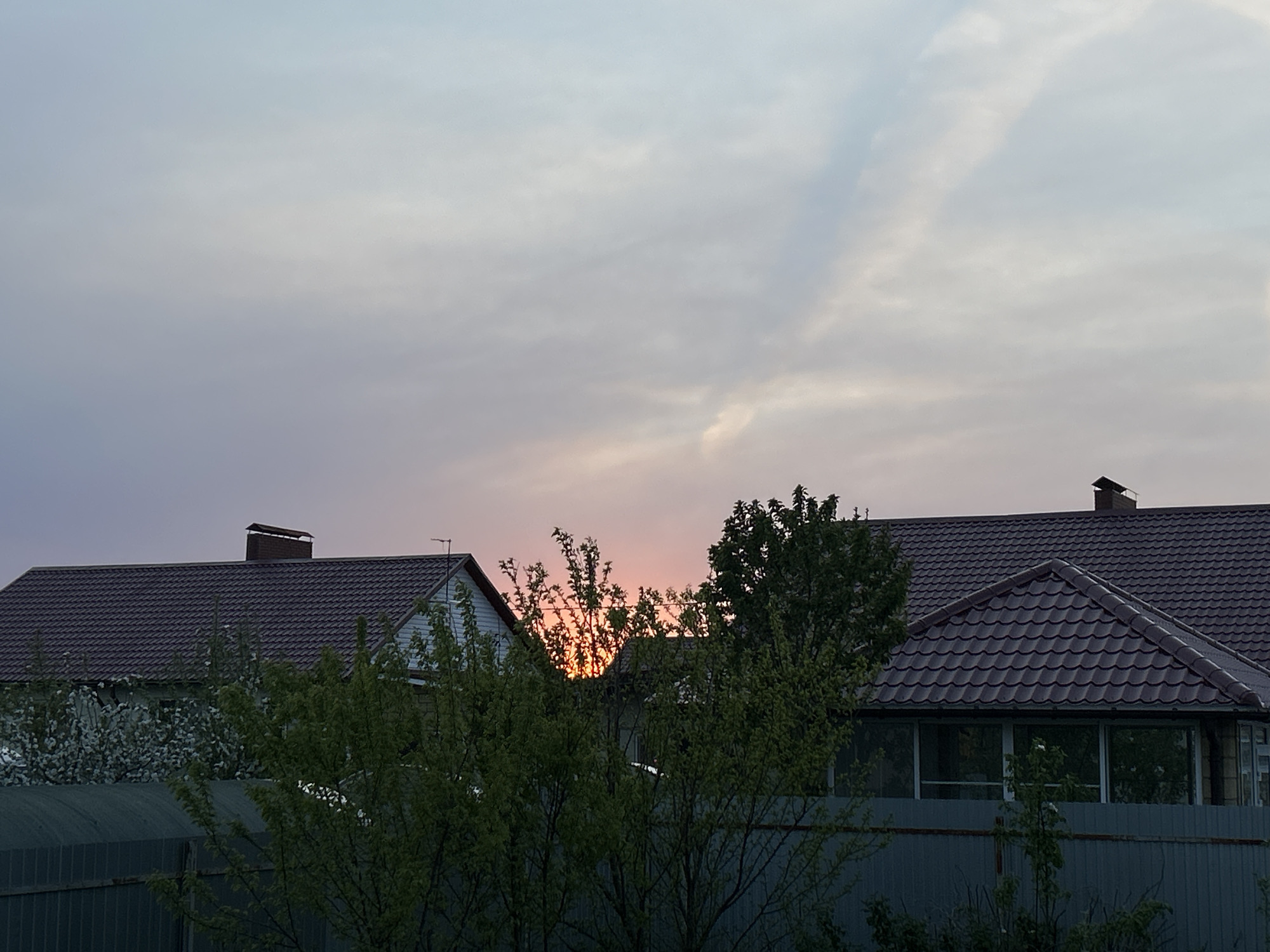 The image depicts a residential area in Узюково, Russia, captured during the late afternoon or early evening, judging by the muted sunlight. In the foreground, a green fence partially obscures the view of trees with vibrant green foliage and blooming white flowers. Behind the foliage, the roofs of several houses are visible, constructed with brown tiles. A pinkish-orange glow emanates from the space between the rooftops, suggesting either a sunset or the last rays of daylight. The sky above is a blend of grey, pink, and light blue hues, with faint clouds visible. The scene is still, with no apparent human activity.