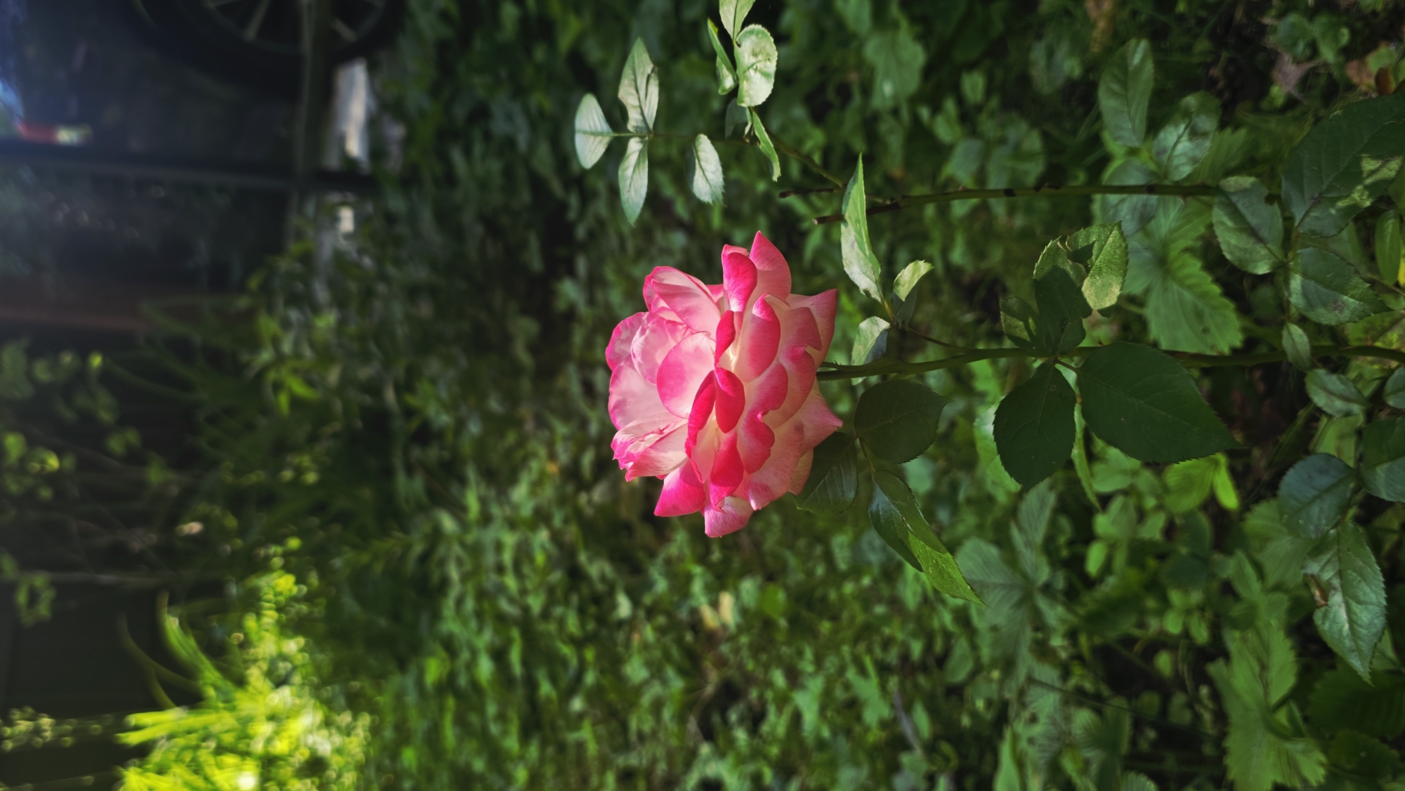 A single pink and white rose blooms in a garden, set against a backdrop of lush green foliage. The rose, with its delicate petals edged in a vibrant fuchsia, is the focal point of the image. Sunlight catches the petals, creating a luminous effect. The surrounding environment is dense with various green leaves, some catching the light and others in shadow, suggesting an outdoor setting. In the upper right corner, a dark-colored vehicle is partially visible, with its wheel showing, implying the garden is near a driveway or parking area. The overall scene is one of natural beauty, with the rose standing out amidst the verdant growth. The location is identified as Il'inskiy, Russia.