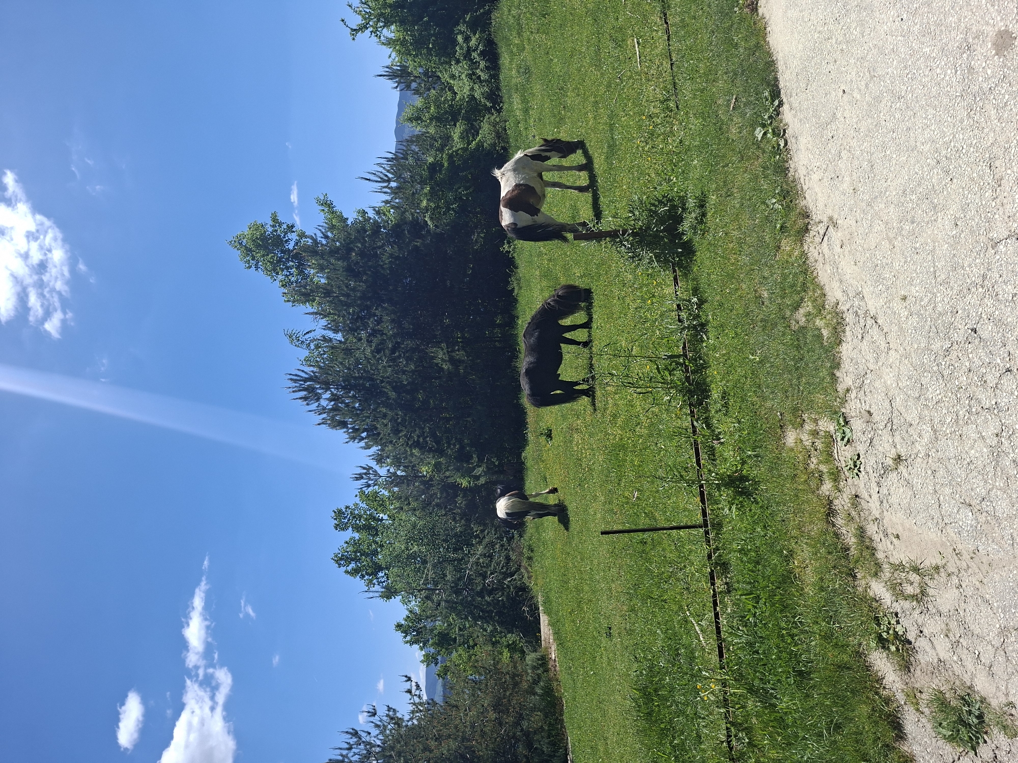 The image shows a grassy field bordered by trees and a paved area, likely a road or path. Three horses are grazing in the field. One horse is black, another is piebald with white and brown markings, and the third is mostly white with dark spots, positioned further back in the field. A metal fence runs along the edge of the field, separating it from the paved area. The sky is blue with scattered white clouds. The location is Unknown, Unknown.