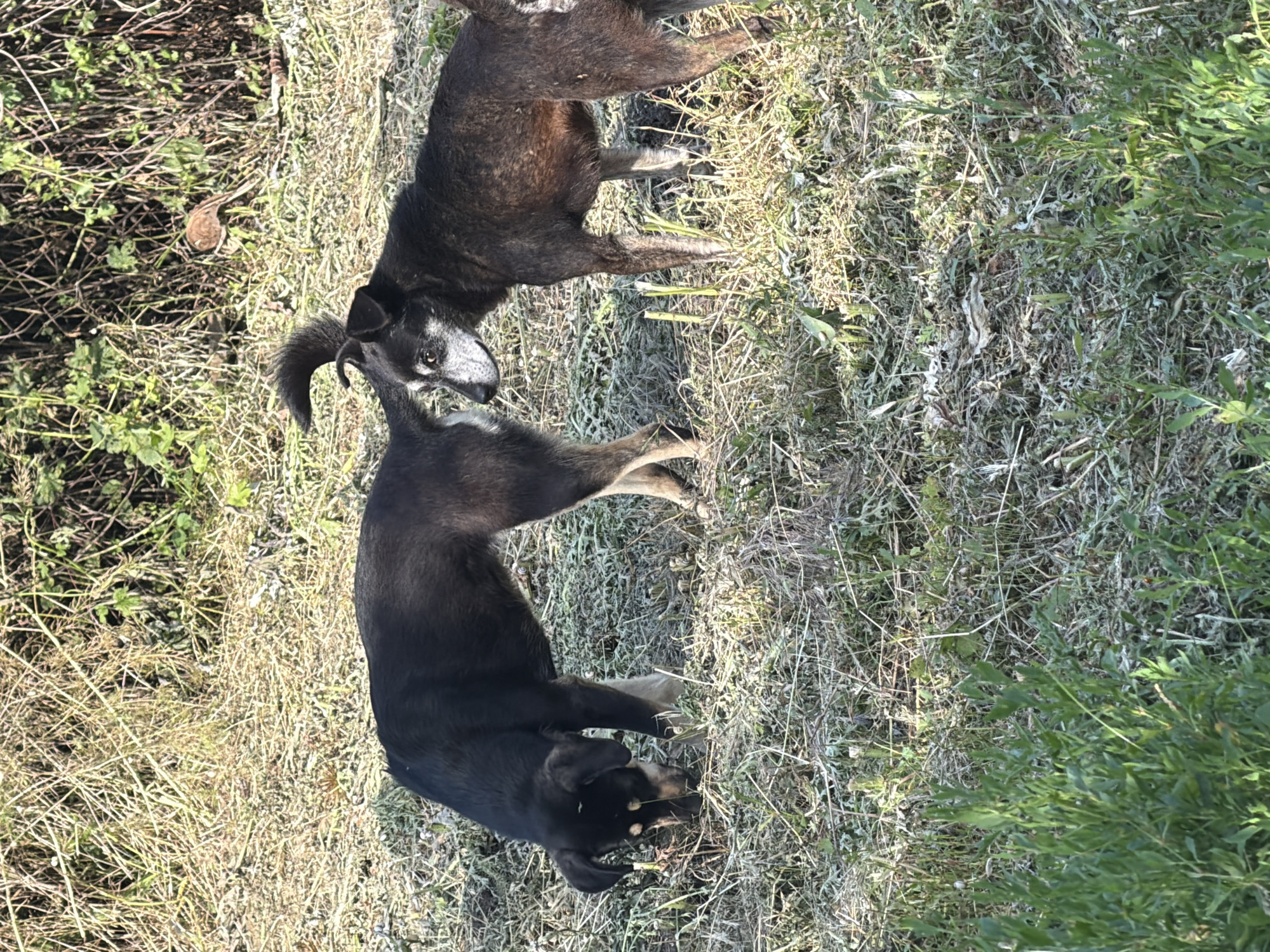 Two dark-colored dogs are interacting in a grassy, outdoor setting. One dog, which appears to be in the foreground and lying down, has a predominantly black coat with some tan markings around its legs and snout. Its head is turned towards the viewer, and its eyes are visible. The second dog, positioned behind the first, is also dark-colored, with a mix of black and brown fur, and its face is partially visible. The ground is covered in dry, straw-like grass with some scattered green foliage. The overall scene suggests a natural, possibly rural environment. The lighting indicates it is daytime, with sunlight casting shadows. No people, text, or specific location cues beyond the general natural setting are visible.