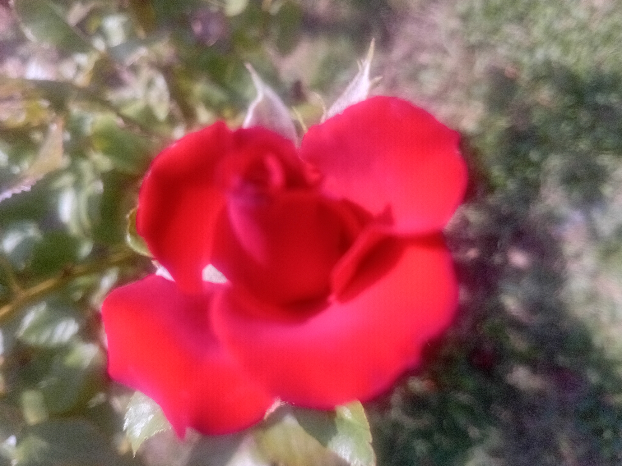 A close-up, out-of-focus shot of a bright red rose bloom is captured in natural daylight. The rose is the central subject, with its velvety petals forming a spiral shape. The background is a blur of green foliage and earth, suggesting an outdoor garden setting. The image was taken in the city of Onikişubat, Turkey.