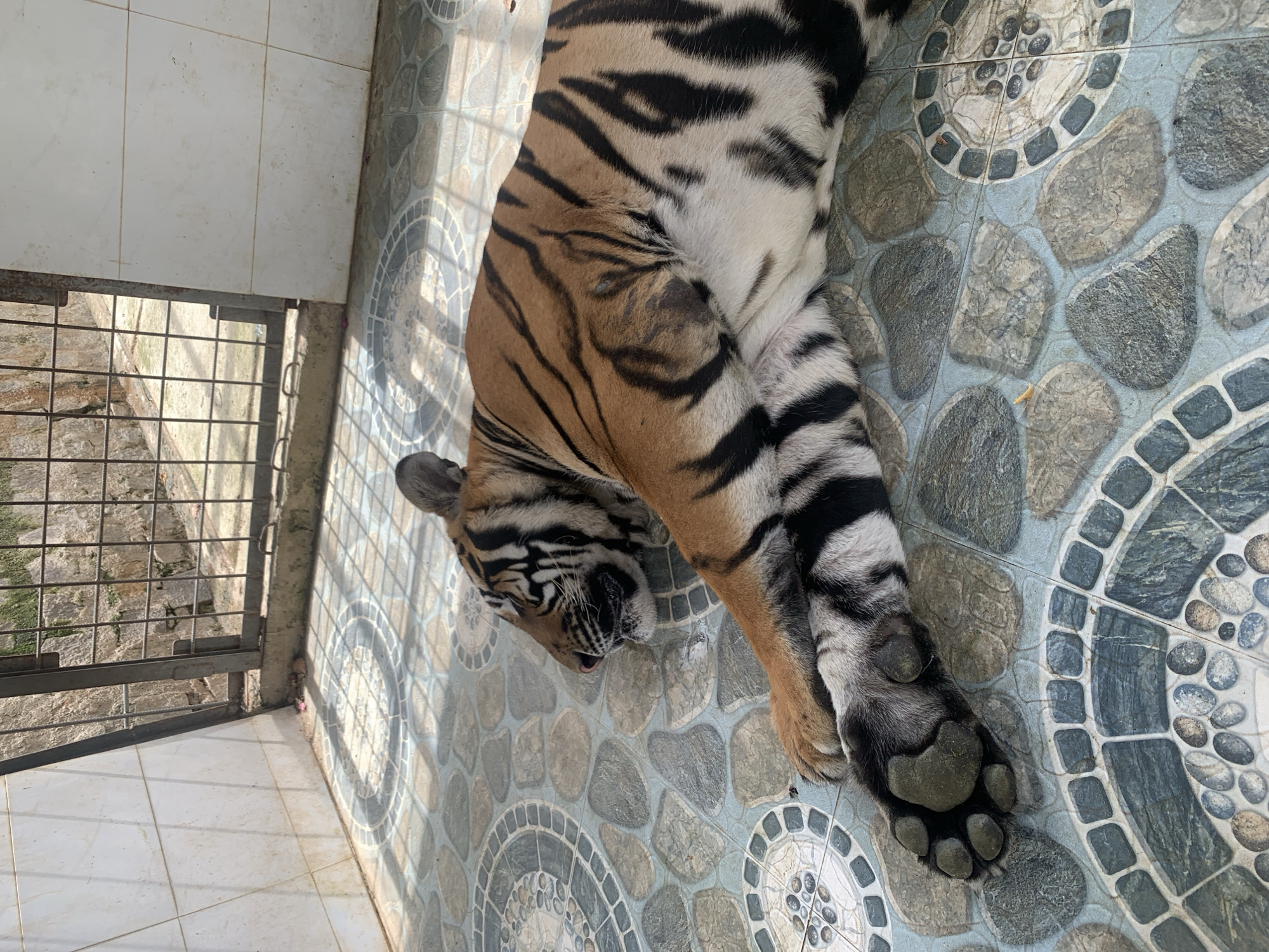 A tiger is lying on a tiled floor in what appears to be a cage or enclosure, possibly at a zoo or sanctuary. The tiger is on its side, with its head resting on the floor. Its eyes are closed, and it appears to be sleeping or resting. The floor is made of large, flat tiles with a circular pattern. In the background, there is a metal fence and a tiled wall. The overall environment is clean and well-maintained, suggesting a care facility for the animal. The location is identified as Định An, Vietnam.
