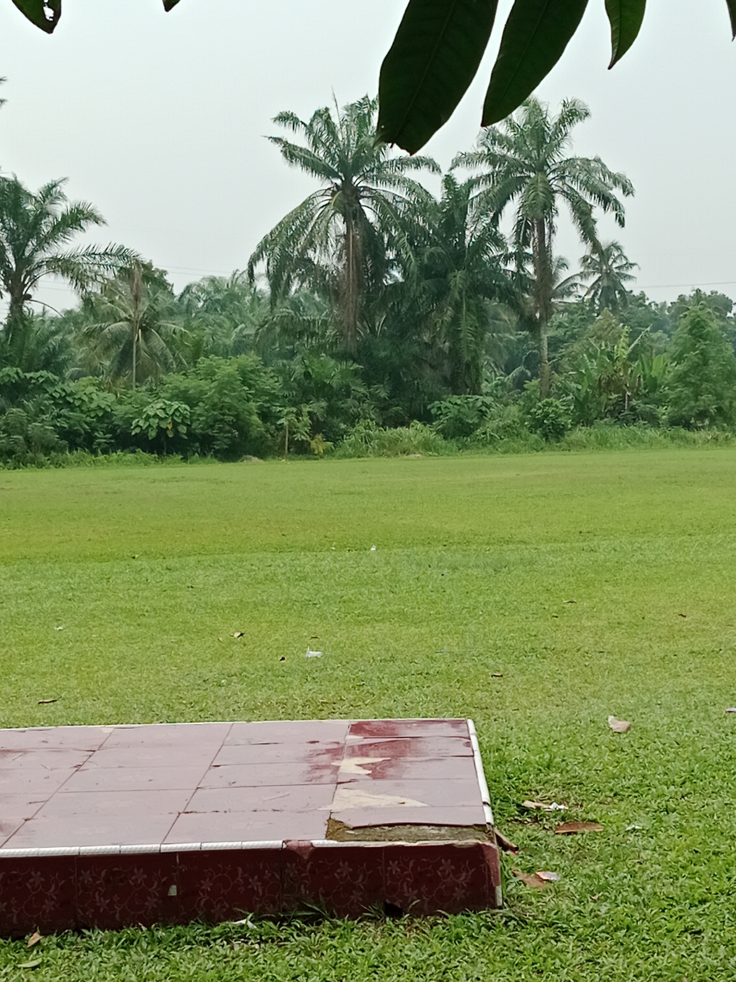 An outdoor shot captures a wide expanse of green grass, characteristic of a sports field or park. In the foreground, a raised red platform, possibly a stage or seating area, is visible. The platform's surface appears to be tiled, with some tiles damaged or missing. The background features a dense array of tropical trees, predominantly palm trees, indicating a location with a warm climate. The sky is overcast, suggesting a cloudy or rainy day. The overall scene conveys a sense of an undeveloped or naturalistic outdoor space within a tropical environment, potentially in the City of Binjai, Indonesia.